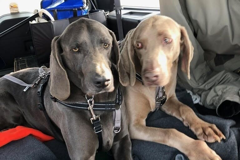 Please help us save these brothers as well as fund GLWR's full heartworm prevention for a year. 
https://www.gofundme.com/f/save-us-from-heart-worm-max-amp-jack/

Max and Jack are 6 year old brothers who were living outside 24/7 - calling an 8x8 wire kennel 