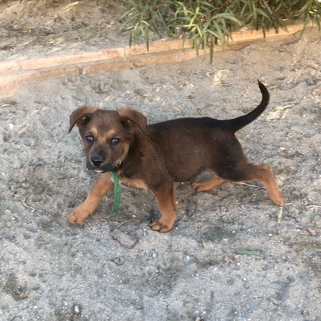 Whiskey’s babies - Ellie, Mordu, Kamari and Jadee are 9 weeks old today!! 💜 
We can't believe they haven't been adopted yet! They are shepherd mix puppies! 
We are hoping soon to do a DNA test on one of them just for fun! Message us today if you're interested 💜 
Homes in CA or CO are preferred. 
Applications can be found on our website! 
<a target='_blank' href='https://www.instagram.com/explore/tags/puppy/'>#puppy</a> <a target='_blank' href='https://www.instagram.com/explore/tags/puppies/'>#puppies</a> <a target='_blank' href='https://www.instagram.com/explore/tags/cute/'>#cute</a> <a target='_blank' href='https://www.instagram.com/explore/tags/adopt/'>#adopt</a> <a target='_blank' href='https://www.instagram.com/explore/tags/adoptme/'>#adoptme</a> <a target='_blank' href='https://www.instagram.com/explore/tags/adoption/'>#adoption</a> <a target='_blank' href='https://www.instagram.com/explore/tags/rescue/'>#rescue</a> <a target='_blank' href='https://www.instagram.com/explore/tags/rescueme/'>#rescueme</a> <a target='_blank' href='https://www.instagram.com/explore/tags/shepherd/'>#shepherd</a> <a target='_blank' href='https://www.instagram.com/explore/tags/shepherdmix/'>#shepherdmix</a> <a target='_blank' href='https://www.instagram.com/explore/tags/california/'>#california</a> <a target='_blank' href='https://www.instagram.com/explore/tags/colorado/'>#colorado</a>