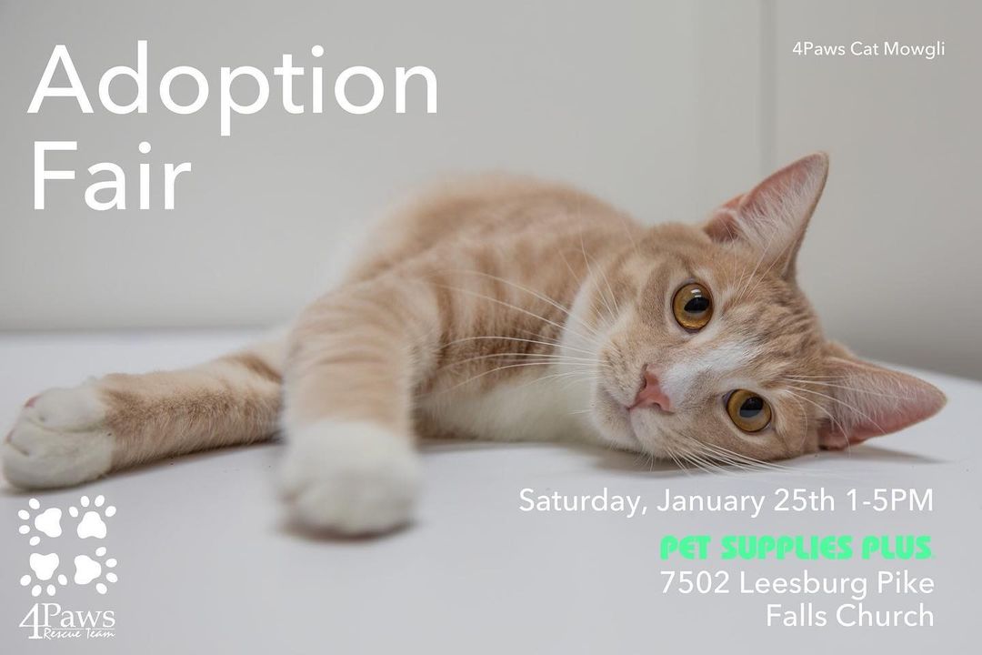 ❤️🐈CAT ADOPTION FAIR🐈❤️Saturday, January 25, 1-5pm at Pet Supplies Plus in Falls Church (7502 Leesburg Pike). Come out and meet your new family member 😺 <a target='_blank' href='https://www.instagram.com/explore/tags/adoptdontshop/'>#adoptdontshop</a> <a target='_blank' href='https://www.instagram.com/explore/tags/adoptdontshop/'>#adoptdontshop</a>🐾 <a target='_blank' href='https://www.instagram.com/explore/tags/petsuppliesplus/'>#petsuppliesplus</a> <a target='_blank' href='https://www.instagram.com/explore/tags/fallschurch/'>#fallschurch</a> <a target='_blank' href='https://www.instagram.com/explore/tags/caturday/'>#caturday</a> <a target='_blank' href='https://www.instagram.com/explore/tags/catsofinstagram/'>#catsofinstagram</a> <a target='_blank' href='https://www.instagram.com/explore/tags/cats/'>#cats</a>