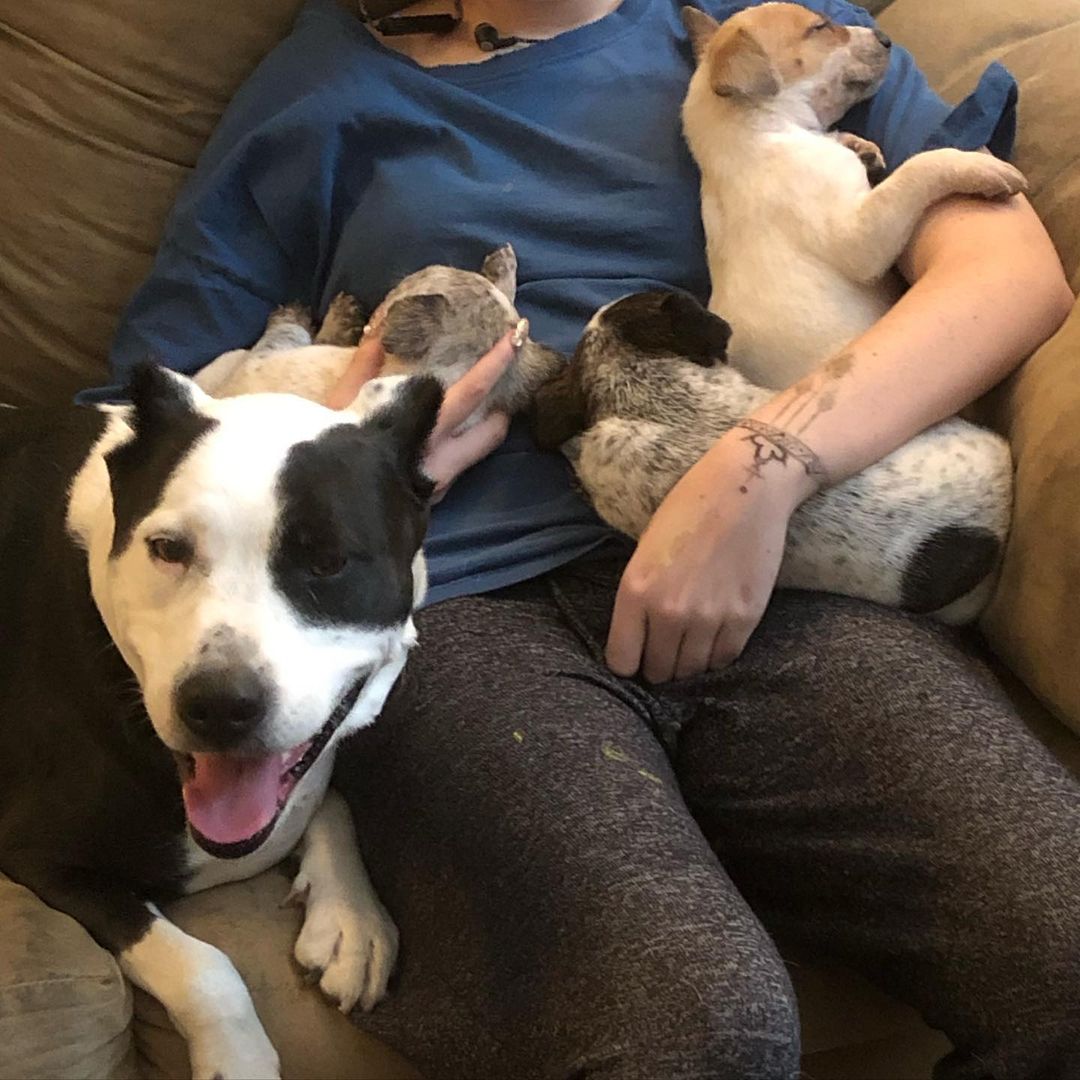 Auntie Bessie loves our 5 week old <a target='_blank' href='https://www.instagram.com/explore/tags/cattledogpuppies/'>#cattledogpuppies</a> 💜 She loves to just lay right next to them and make sure they are content! We are also accepting applications for these little ones! Homes in California or Colorado are preferred. Breed experience is also preferred! We love these little squirts and want them to have the best possible 🐶
<a target='_blank' href='https://www.instagram.com/explore/tags/heeler/'>#heeler</a> <a target='_blank' href='https://www.instagram.com/explore/tags/heelers/'>#heelers</a> <a target='_blank' href='https://www.instagram.com/explore/tags/heelersofinstagram/'>#heelersofinstagram</a> <a target='_blank' href='https://www.instagram.com/explore/tags/cattledog/'>#cattledog</a> <a target='_blank' href='https://www.instagram.com/explore/tags/pup/'>#pup</a> <a target='_blank' href='https://www.instagram.com/explore/tags/puppy/'>#puppy</a> <a target='_blank' href='https://www.instagram.com/explore/tags/puppies/'>#puppies</a> <a target='_blank' href='https://www.instagram.com/explore/tags/rescue/'>#rescue</a> <a target='_blank' href='https://www.instagram.com/explore/tags/adopt/'>#adopt</a> <a target='_blank' href='https://www.instagram.com/explore/tags/adoptme/'>#adoptme</a> <a target='_blank' href='https://www.instagram.com/explore/tags/california/'>#california</a> <a target='_blank' href='https://www.instagram.com/explore/tags/colorado/'>#colorado</a>