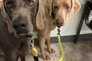 Please help us save these brothers as well as fund GLWR's full heartworm prevention for a year. 
https://www.gofundme.com/f/save-us-from-heart-worm-max-amp-jack/

Max and Jack are 6 year old brothers who were living outside 24/7 - calling an 8x8 wire kennel 