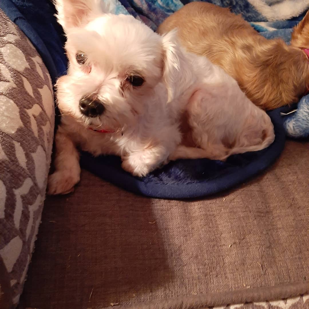 I (Sandy) took my little man Leo (white Maltese) and my CAMO  foster Viola  to a second Vet today for another opinion. Viola needed her bloodwork done.
Leo needed xrays and bloodwork done

Leo does indeed have a very bad perennial hernia.  The cost for his surgery is going to run us between $3000-$3500 
This is using a specialist  and with 501c3 discount rates.
He also needs a dental but that will have to wait until after his surgery  to fix his hernia  and neuter.
Praying we can raise the money to have his surgery soon!

https://www.facebook.com/105951384269728/posts/120208729510660/