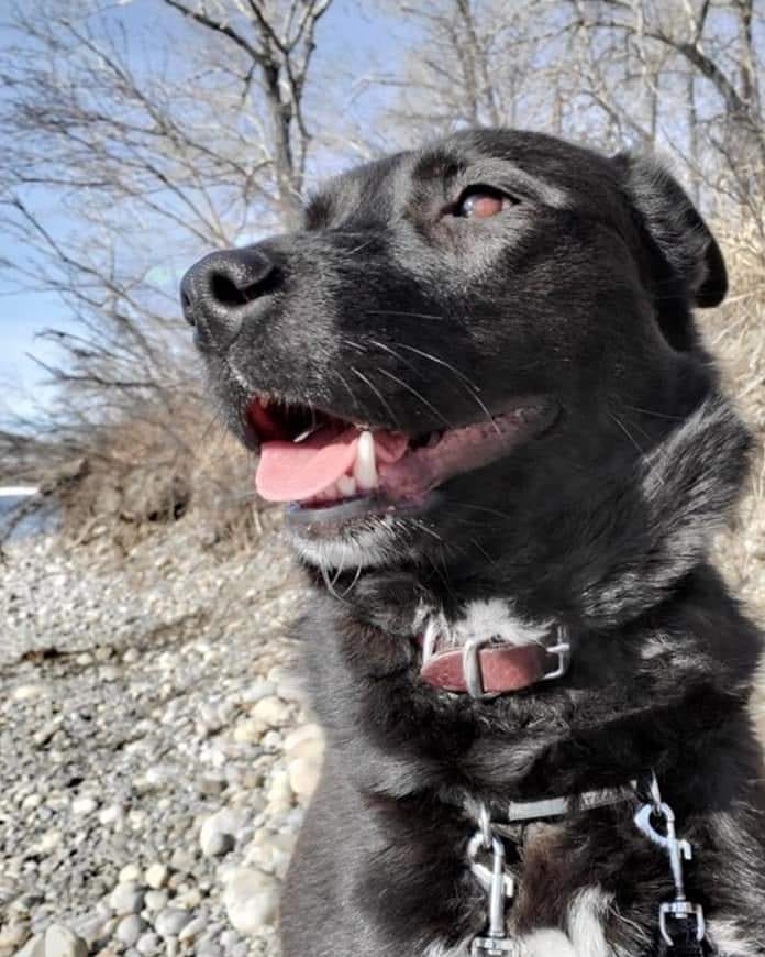 Betsy is a sweet girl looking for her forever home ❤️❤️❤️ <a target='_blank' href='https://www.instagram.com/explore/tags/yyc/'>#yyc</a> <a target='_blank' href='https://www.instagram.com/explore/tags/yycnow/'>#yycnow</a> <a target='_blank' href='https://www.instagram.com/explore/tags/yyctoday/'>#yyctoday</a> <a target='_blank' href='https://www.instagram.com/explore/tags/yycdogs/'>#yycdogs</a> <a target='_blank' href='https://www.instagram.com/explore/tags/adoptdontshop/'>#adoptdontshop</a> <a target='_blank' href='https://www.instagram.com/explore/tags/rescuedog/'>#rescuedog</a> <a target='_blank' href='https://www.instagram.com/explore/tags/dogsofyyc/'>#dogsofyyc</a> <a target='_blank' href='https://www.instagram.com/explore/tags/calgary/'>#calgary</a> <a target='_blank' href='https://www.instagram.com/explore/tags/puppygram/'>#puppygram</a> <a target='_blank' href='https://www.instagram.com/explore/tags/dogsofinstagram/'>#dogsofinstagram</a> <a target='_blank' href='https://www.instagram.com/explore/tags/dogs/'>#dogs</a>