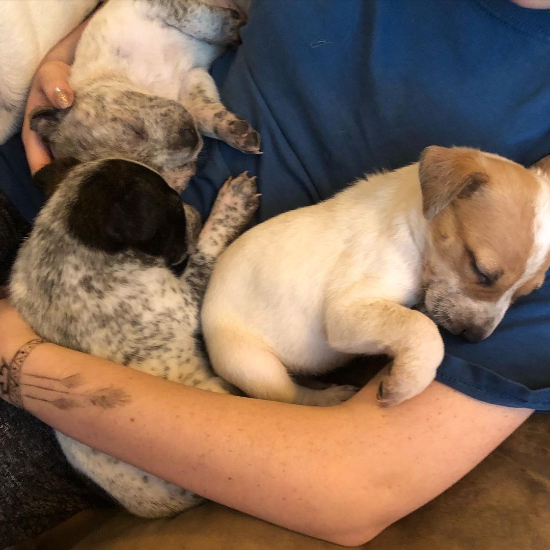 Auntie Bessie loves our 5 week old <a target='_blank' href='https://www.instagram.com/explore/tags/cattledogpuppies/'>#cattledogpuppies</a> 💜 She loves to just lay right next to them and make sure they are content! We are also accepting applications for these little ones! Homes in California or Colorado are preferred. Breed experience is also preferred! We love these little squirts and want them to have the best possible 🐶
<a target='_blank' href='https://www.instagram.com/explore/tags/heeler/'>#heeler</a> <a target='_blank' href='https://www.instagram.com/explore/tags/heelers/'>#heelers</a> <a target='_blank' href='https://www.instagram.com/explore/tags/heelersofinstagram/'>#heelersofinstagram</a> <a target='_blank' href='https://www.instagram.com/explore/tags/cattledog/'>#cattledog</a> <a target='_blank' href='https://www.instagram.com/explore/tags/pup/'>#pup</a> <a target='_blank' href='https://www.instagram.com/explore/tags/puppy/'>#puppy</a> <a target='_blank' href='https://www.instagram.com/explore/tags/puppies/'>#puppies</a> <a target='_blank' href='https://www.instagram.com/explore/tags/rescue/'>#rescue</a> <a target='_blank' href='https://www.instagram.com/explore/tags/adopt/'>#adopt</a> <a target='_blank' href='https://www.instagram.com/explore/tags/adoptme/'>#adoptme</a> <a target='_blank' href='https://www.instagram.com/explore/tags/california/'>#california</a> <a target='_blank' href='https://www.instagram.com/explore/tags/colorado/'>#colorado</a>