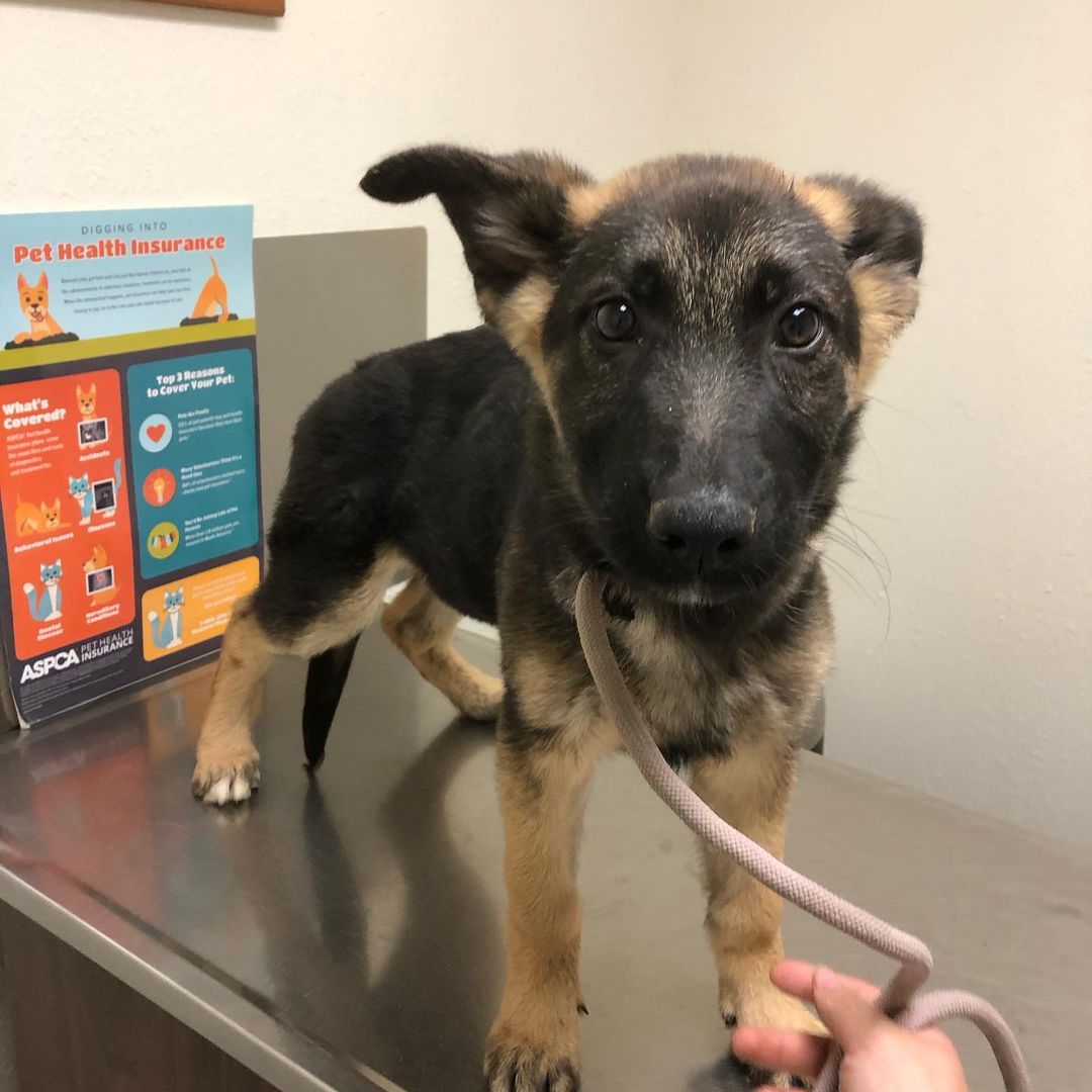 Baby Vitani went to the vet for her exam and fecal yesterday! 💜
She didn't have a sample to give them so we took one in today and we'll have results tomorrow. We also found out she's estimated to be 14 weeks old, so not quite 4 months yet! 
She is currently available for adoption too! Let us know if you're interested and we can get you all her information 💕
<a target='_blank' href='https://www.instagram.com/explore/tags/puppy/'>#puppy</a> <a target='_blank' href='https://www.instagram.com/explore/tags/GSD/'>#GSD</a> <a target='_blank' href='https://www.instagram.com/explore/tags/germanshepherd/'>#germanshepherd</a> <a target='_blank' href='https://www.instagram.com/explore/tags/germanshepherdpuppy/'>#germanshepherdpuppy</a> <a target='_blank' href='https://www.instagram.com/explore/tags/rescuedogsofinstagram/'>#rescuedogsofinstagram</a> <a target='_blank' href='https://www.instagram.com/explore/tags/rescue/'>#rescue</a> <a target='_blank' href='https://www.instagram.com/explore/tags/adopt/'>#adopt</a> <a target='_blank' href='https://www.instagram.com/explore/tags/adoptme/'>#adoptme</a>