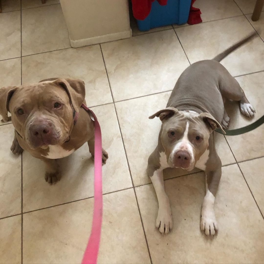 Our pretty piggy Penny (the dog on the left in first photo) has been making astounding progress when it comes to being with other dogs!! From being called ”unpredictably reactive” and dog aggressive, to this. We're here to say in the proper knowledgable hands *MOST* dogs can turn around just like Penny has. ❤️
Penny will be searching for her forever home soon! We’d like her to make it just a little farther in her progress before making her available. 🐶