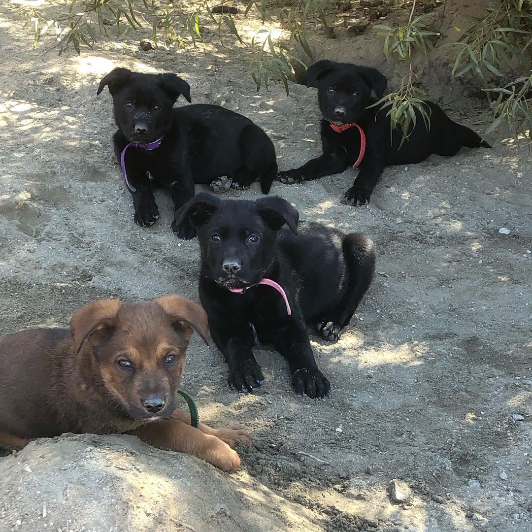 Whiskey’s babies - Ellie, Mordu, Kamari and Jadee are 9 weeks old today!! 💜 
We can't believe they haven't been adopted yet! They are shepherd mix puppies! 
We are hoping soon to do a DNA test on one of them just for fun! Message us today if you're interested 💜 
Homes in CA or CO are preferred. 
Applications can be found on our website! 
<a target='_blank' href='https://www.instagram.com/explore/tags/puppy/'>#puppy</a> <a target='_blank' href='https://www.instagram.com/explore/tags/puppies/'>#puppies</a> <a target='_blank' href='https://www.instagram.com/explore/tags/cute/'>#cute</a> <a target='_blank' href='https://www.instagram.com/explore/tags/adopt/'>#adopt</a> <a target='_blank' href='https://www.instagram.com/explore/tags/adoptme/'>#adoptme</a> <a target='_blank' href='https://www.instagram.com/explore/tags/adoption/'>#adoption</a> <a target='_blank' href='https://www.instagram.com/explore/tags/rescue/'>#rescue</a> <a target='_blank' href='https://www.instagram.com/explore/tags/rescueme/'>#rescueme</a> <a target='_blank' href='https://www.instagram.com/explore/tags/shepherd/'>#shepherd</a> <a target='_blank' href='https://www.instagram.com/explore/tags/shepherdmix/'>#shepherdmix</a> <a target='_blank' href='https://www.instagram.com/explore/tags/california/'>#california</a> <a target='_blank' href='https://www.instagram.com/explore/tags/colorado/'>#colorado</a>