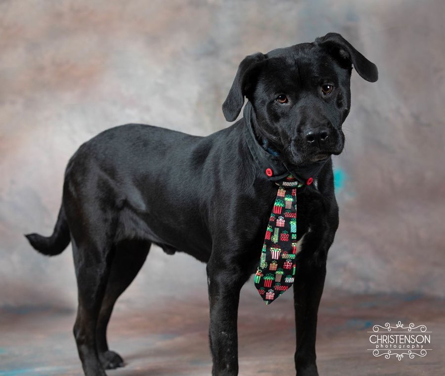 Meet MEATLOAF!!! Lab/Retriever Mix Male 💙
Meatloaf came to us from an overcrowded shelter in Arkansas that closed down. 
He’s a big goofy dog that likes to be pet. He’s cuddly & friendly with people. Good with kids too! He’s guessed at 4yrs old & said to be a black lab mix. He’s very stocky & muscular so I’m guessing some bully breed mix in there. He knows sit & LOVES treats! 
Meatloaf is kenneled when we are away & overnights and doesn’t mind. 
We have found that meatloaf is not good with male dogs for sure (neutered or not) & can be very selective with his female dog friends. He is dominate to small dogs & puppies also. SO, we are recommending that Meatloaf go to a home with no other pets (cats/dogs) or we need to have a meet with them first to ensure compatibility.

Adoption Fee: $350 (cash/card only) 
Foster to call: Jaime 651-324-1105 or Jaime3369@gmail.com <a target='_blank' href='https://www.instagram.com/explore/tags/lasthopemn/'>#lasthopemn</a> <a target='_blank' href='https://www.instagram.com/explore/tags/adoptdontshop/'>#adoptdontshop</a> <a target='_blank' href='https://www.instagram.com/explore/tags/adoptme/'>#adoptme</a> <a target='_blank' href='https://www.instagram.com/explore/tags/labradorretriever/'>#labradorretriever</a> <a target='_blank' href='https://www.instagram.com/explore/tags/mnrescue/'>#mnrescue</a> <a target='_blank' href='https://www.instagram.com/explore/tags/foreverhome/'>#foreverhome</a> <a target='_blank' href='https://www.instagram.com/explore/tags/handsomeguy/'>#handsomeguy</a>