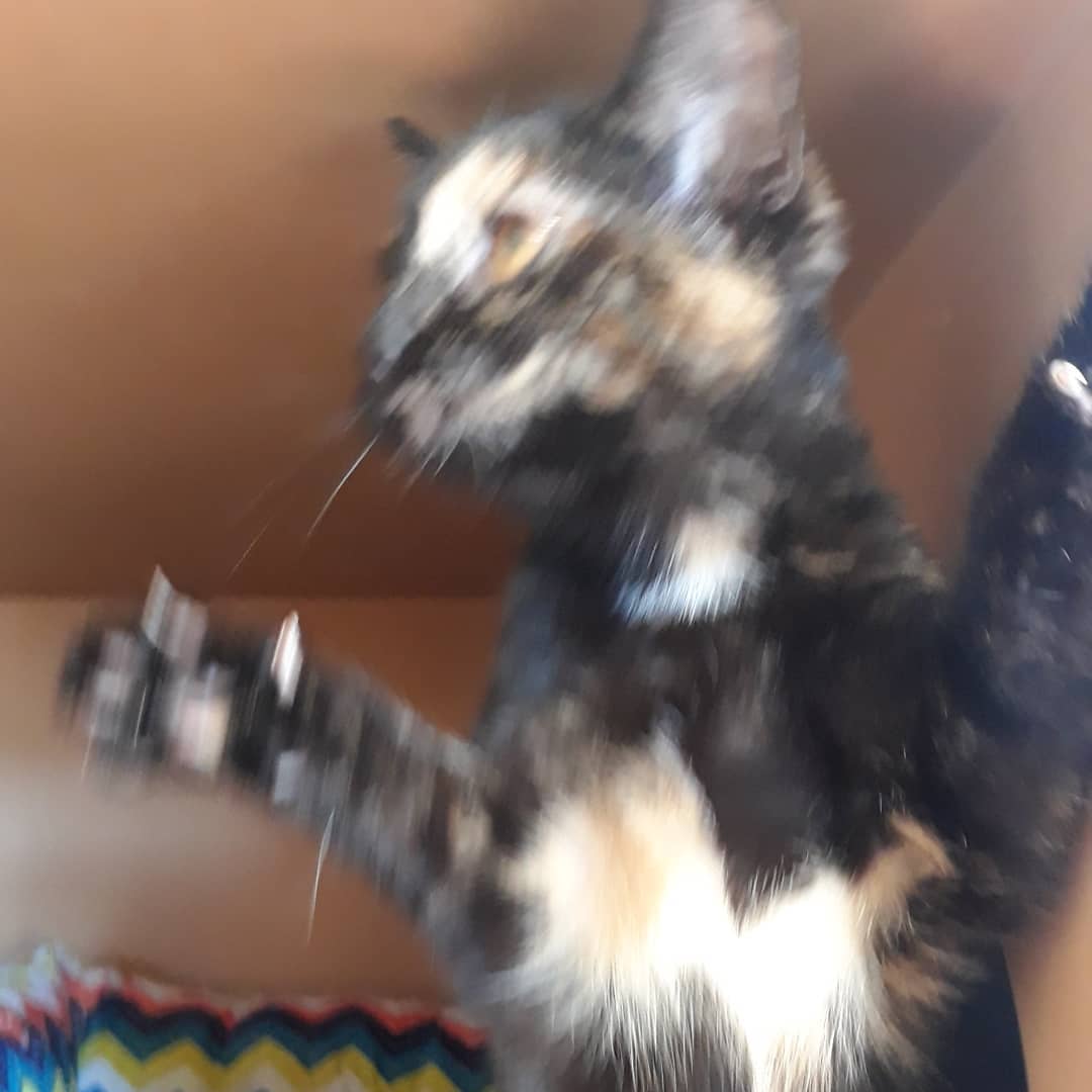 Callie may look liek a model, but she also has a fun side! Swipe for some outtakes... She is a wild and fun kitten ready to PLAYPLAYPLAY! Can you keep up with her? Come meet her and find out. 
<a target='_blank' href='https://www.instagram.com/explore/tags/adoptdontshop/'>#adoptdontshop</a> <a target='_blank' href='https://www.instagram.com/explore/tags/catsofinstagram/'>#catsofinstagram</a> <a target='_blank' href='https://www.instagram.com/explore/tags/kittens/'>#kittens</a> <a target='_blank' href='https://www.instagram.com/explore/tags/kittensofinstagram/'>#kittensofinstagram</a> <a target='_blank' href='https://www.instagram.com/explore/tags/kittenforadoption/'>#kittenforadoption</a> <a target='_blank' href='https://www.instagram.com/explore/tags/catstagram/'>#catstagram</a>