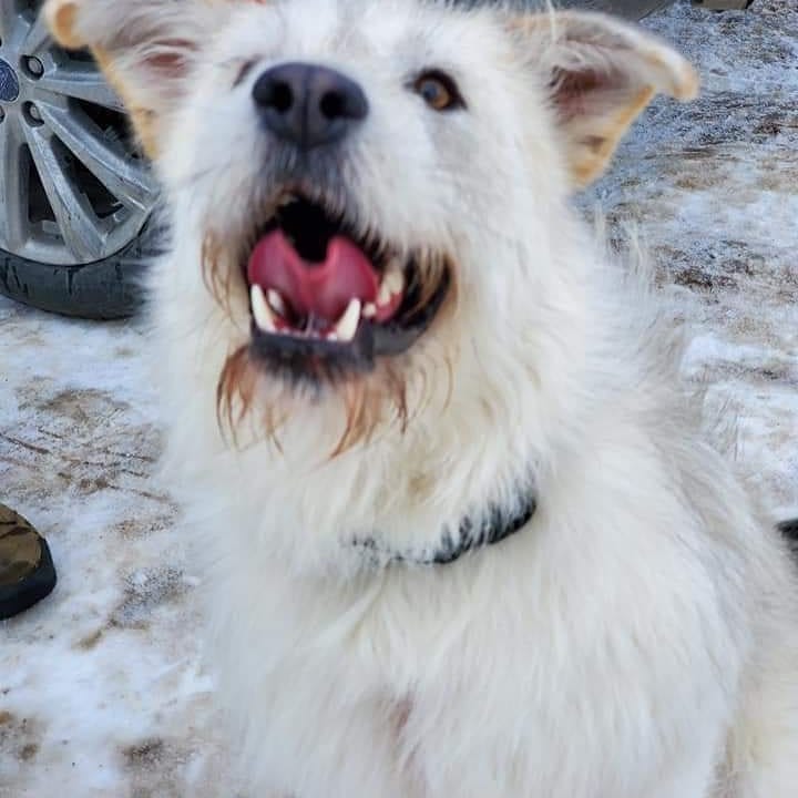 Thank you Lisa for organizing a Sunday hike for some of the dogs ♥️♥️ <a target='_blank' href='https://www.instagram.com/explore/tags/yyc/'>#yyc</a> <a target='_blank' href='https://www.instagram.com/explore/tags/yycnow/'>#yycnow</a> <a target='_blank' href='https://www.instagram.com/explore/tags/yyctoday/'>#yyctoday</a> <a target='_blank' href='https://www.instagram.com/explore/tags/yycdogs/'>#yycdogs</a> <a target='_blank' href='https://www.instagram.com/explore/tags/adoptdontshop/'>#adoptdontshop</a> <a target='_blank' href='https://www.instagram.com/explore/tags/rescuedog/'>#rescuedog</a> <a target='_blank' href='https://www.instagram.com/explore/tags/dogsofyyc/'>#dogsofyyc</a> <a target='_blank' href='https://www.instagram.com/explore/tags/calgary/'>#calgary</a> <a target='_blank' href='https://www.instagram.com/explore/tags/puppygram/'>#puppygram</a> <a target='_blank' href='https://www.instagram.com/explore/tags/dogsofinstagram/'>#dogsofinstagram</a> <a target='_blank' href='https://www.instagram.com/explore/tags/dogs/'>#dogs</a> <a target='_blank' href='https://www.instagram.com/explore/tags/hiking/'>#hiking</a> <a target='_blank' href='https://www.instagram.com/explore/tags/christmastreetrail/'>#christmastreetrail</a> <a target='_blank' href='https://www.instagram.com/explore/tags/adventure/'>#adventure</a>