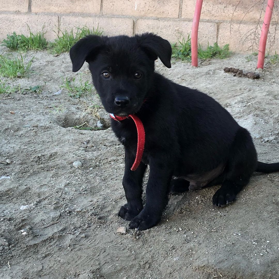 Whiskey’s babies - Ellie, Mordu, Kamari and Jadee are 9 weeks old today!! 💜 
We can't believe they haven't been adopted yet! They are shepherd mix puppies! 
We are hoping soon to do a DNA test on one of them just for fun! Message us today if you're interested 💜 
Homes in CA or CO are preferred. 
Applications can be found on our website! 
<a target='_blank' href='https://www.instagram.com/explore/tags/puppy/'>#puppy</a> <a target='_blank' href='https://www.instagram.com/explore/tags/puppies/'>#puppies</a> <a target='_blank' href='https://www.instagram.com/explore/tags/cute/'>#cute</a> <a target='_blank' href='https://www.instagram.com/explore/tags/adopt/'>#adopt</a> <a target='_blank' href='https://www.instagram.com/explore/tags/adoptme/'>#adoptme</a> <a target='_blank' href='https://www.instagram.com/explore/tags/adoption/'>#adoption</a> <a target='_blank' href='https://www.instagram.com/explore/tags/rescue/'>#rescue</a> <a target='_blank' href='https://www.instagram.com/explore/tags/rescueme/'>#rescueme</a> <a target='_blank' href='https://www.instagram.com/explore/tags/shepherd/'>#shepherd</a> <a target='_blank' href='https://www.instagram.com/explore/tags/shepherdmix/'>#shepherdmix</a> <a target='_blank' href='https://www.instagram.com/explore/tags/california/'>#california</a> <a target='_blank' href='https://www.instagram.com/explore/tags/colorado/'>#colorado</a>