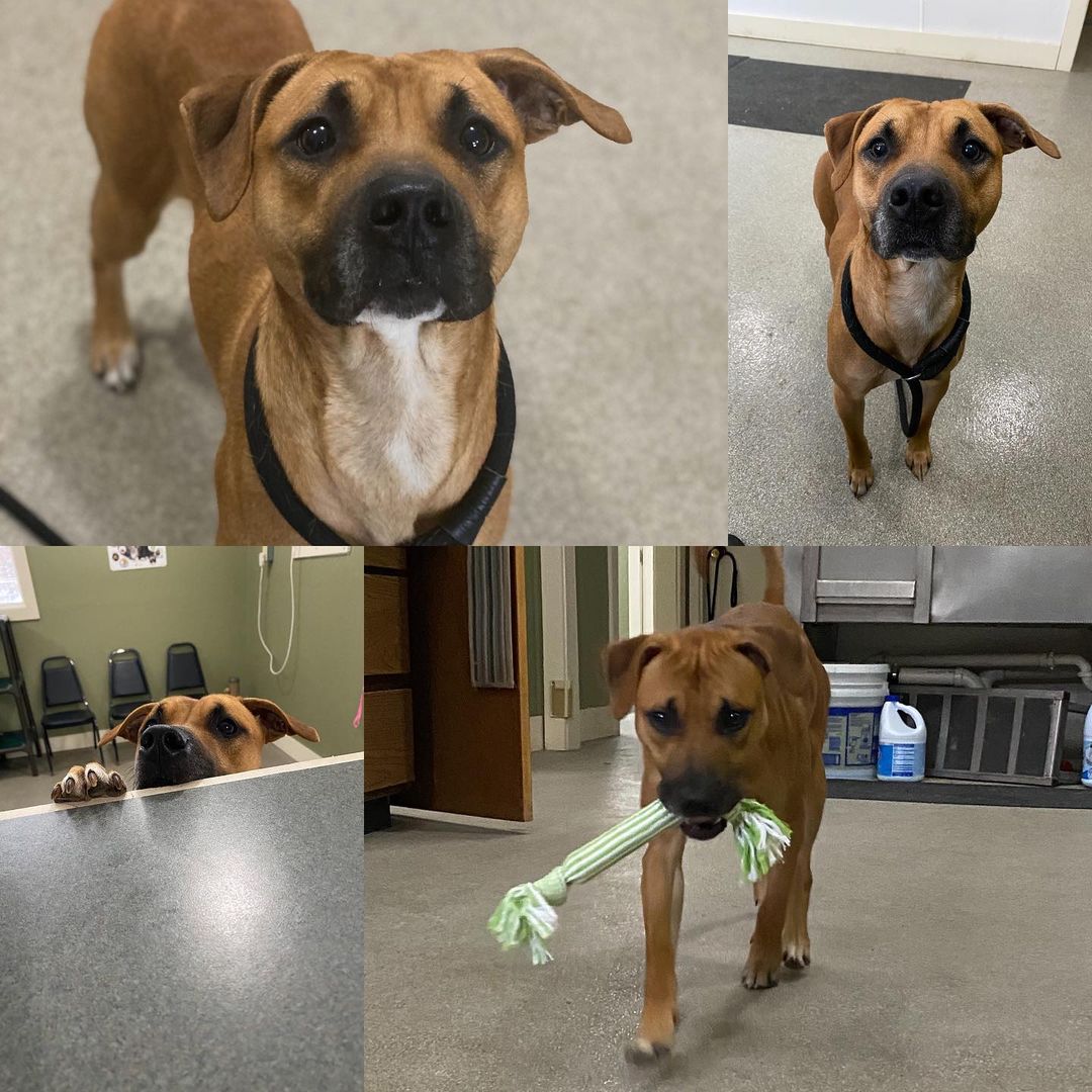 Meet Alva! 🐾

Let’s give you some background information first: 
Alva was originally called in at the beginning of January for being a “stray”. However on arrival officers found he was running around a certain house on the street and would not leave. Officers spent a few hours attempting to catch Alva, (who was avoiding us at all cost) and even set a live trap on the porch. We were unsuccessful. It wasn’t until the person who called him in as a “stray” showed up and he walked right up to this person, wagging his tail and waited to go inside 😢. Unfortunately without proof of ownership to said person, Alva was brought in as a “stray”. We have spent the last few weeks earning scared Alva’s trust and he is officially available for adoption. ❤️ We hope to find Alva a forever loving family who can give him the patience he needs to blossom into an awesome dog! 
He does take a little bit to not be nervous and shake around a new person, but don’t worry he loves some treats and is easy to come around when he is comfortable. We do believe he will be extremely loyal to his owner! 
Alva loves to play and brings his toy back to you and drops it for you! Alva also will be extremely easy to train as he loves treats and takes direction well. 
Breed/Coloring: Tri Color Pit/Dane Mix. 
Sex: Male. 
Estimated Age: 1 Year Old.
Health History/Alter History: No Known Vaccinations / Not Neutered.
Reason: “stray”. Important Information: 
Cats: No Cats! 
Dogs: Meet & greets. 
Children: we would suggest older children only due to his nervousness (12 + or so)
As always, children should be taught to be respectful interactions around dogs. 
Lake County Animal Control
Address: 3390 Dog Track Rd. Baldwin, MI 49304
Hours: Monday - Friday 8:00 AM - 3:00 PM 
Saturday - Sunday CLOSED 
Phone: (231) 745 - 3079 
Please call before arrival to ensure an Animal Control Officer will be there. 
Please leave a message and we will be sure to get back to you ASAP! 
Fees REQUIRED upon adoption: 
Adoption Fee $20.00
Refundable Spay/Neuter Deposit: $25.00 ($45.00 Total)
CASH or CHECK only! 
Eligible for a $115 in coupons towards his neuter! 
Fill out an adoption application TODAY! 
https://form.jotf