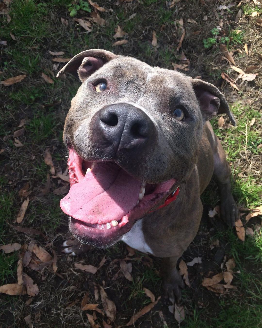 We have lots of animals waiting to find their forever home! Make an appointment today to meet your new best friend. Pictured here are Atlas, Neferu, Stone, Wilbur, and Gondola.

To schedule an appointment, please call 757-397-6004 or e-mail info@portsmouthhumanesociety.org. Please fill out an adoption application and e-mail it to info@portsmouthhumanesociety.org for review prior to your appointment. Be sure to include the name of the pet you are interested in meeting! Visit our website to download adoption application and to view all our adoptable animals.