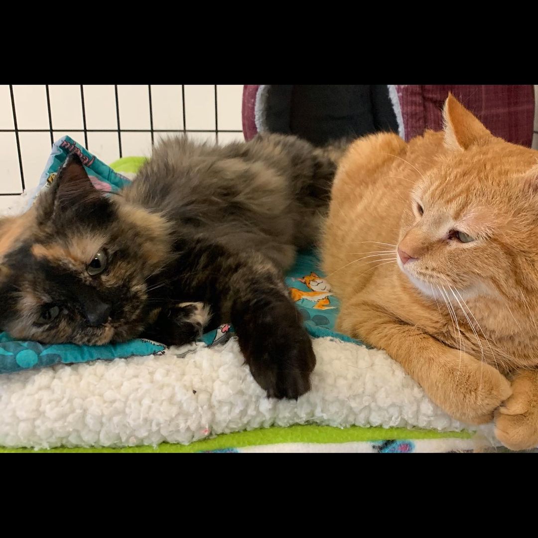 Rhonda and Morris are taking a breather from playtime. Feathers and glitter pompoms are the toys of choice today. <a target='_blank' href='https://www.instagram.com/explore/tags/adoptablecats/'>#adoptablecats</a> <a target='_blank' href='https://www.instagram.com/explore/tags/prairiesedgehs/'>#prairiesedgehs</a>