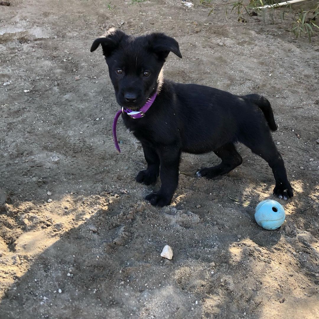 Whiskey’s babies - Ellie, Mordu, Kamari and Jadee are 9 weeks old today!! 💜 
We can't believe they haven't been adopted yet! They are shepherd mix puppies! 
We are hoping soon to do a DNA test on one of them just for fun! Message us today if you're interested 💜 
Homes in CA or CO are preferred. 
Applications can be found on our website! 
<a target='_blank' href='https://www.instagram.com/explore/tags/puppy/'>#puppy</a> <a target='_blank' href='https://www.instagram.com/explore/tags/puppies/'>#puppies</a> <a target='_blank' href='https://www.instagram.com/explore/tags/cute/'>#cute</a> <a target='_blank' href='https://www.instagram.com/explore/tags/adopt/'>#adopt</a> <a target='_blank' href='https://www.instagram.com/explore/tags/adoptme/'>#adoptme</a> <a target='_blank' href='https://www.instagram.com/explore/tags/adoption/'>#adoption</a> <a target='_blank' href='https://www.instagram.com/explore/tags/rescue/'>#rescue</a> <a target='_blank' href='https://www.instagram.com/explore/tags/rescueme/'>#rescueme</a> <a target='_blank' href='https://www.instagram.com/explore/tags/shepherd/'>#shepherd</a> <a target='_blank' href='https://www.instagram.com/explore/tags/shepherdmix/'>#shepherdmix</a> <a target='_blank' href='https://www.instagram.com/explore/tags/california/'>#california</a> <a target='_blank' href='https://www.instagram.com/explore/tags/colorado/'>#colorado</a>