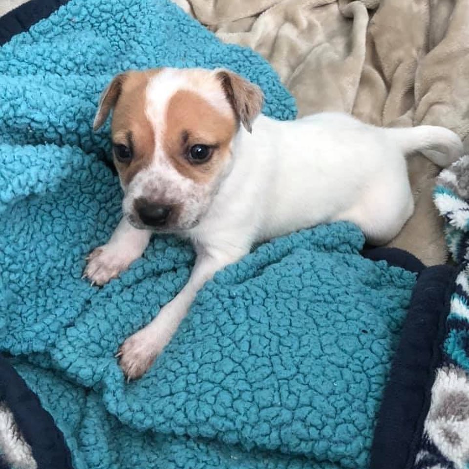 🐶❤️ A look at some pups currently available for adoption in Colorado (or surrounding states) ❤️🐶 Reach out today if you'd like more information on any of these pups! 🐶 * Adoption fees vary per dog *

Find our application and adoption process on our website! 
www.mybestfriendrescue.org