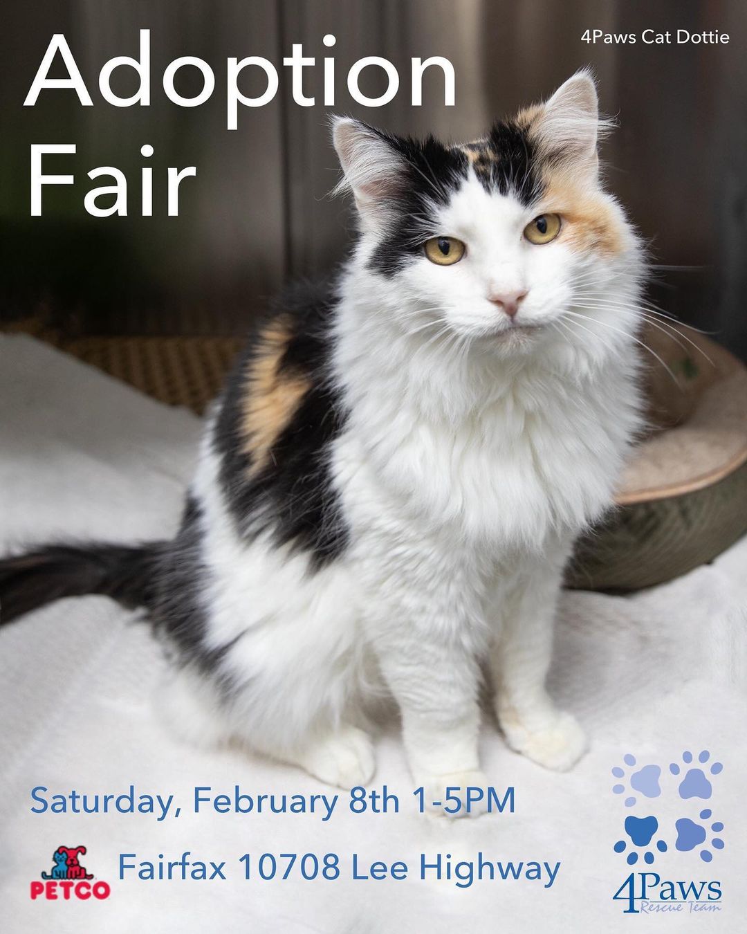 💕CAT ADOPTION FAIR 💕 Saturday, February 8 from 1-5pm at Petco Fairfax (10708 Lee Hwy). Come on out and find yourself a Valentine 😻! <a target='_blank' href='https://www.instagram.com/explore/tags/cat/'>#cat</a> <a target='_blank' href='https://www.instagram.com/explore/tags/adoptdontshop/'>#adoptdontshop</a> <a target='_blank' href='https://www.instagram.com/explore/tags/adoptdontshop/'>#adoptdontshop</a>🐾 <a target='_blank' href='https://www.instagram.com/explore/tags/catsofinstagram/'>#catsofinstagram</a> <a target='_blank' href='https://www.instagram.com/explore/tags/fairfax/'>#fairfax</a> <a target='_blank' href='https://www.instagram.com/explore/tags/petco/'>#petco</a> <a target='_blank' href='https://www.instagram.com/explore/tags/adoptdontbuy/'>#adoptdontbuy</a> <a target='_blank' href='https://www.instagram.com/explore/tags/kittens/'>#kittens</a> <a target='_blank' href='https://www.instagram.com/explore/tags/caturday/'>#caturday</a>