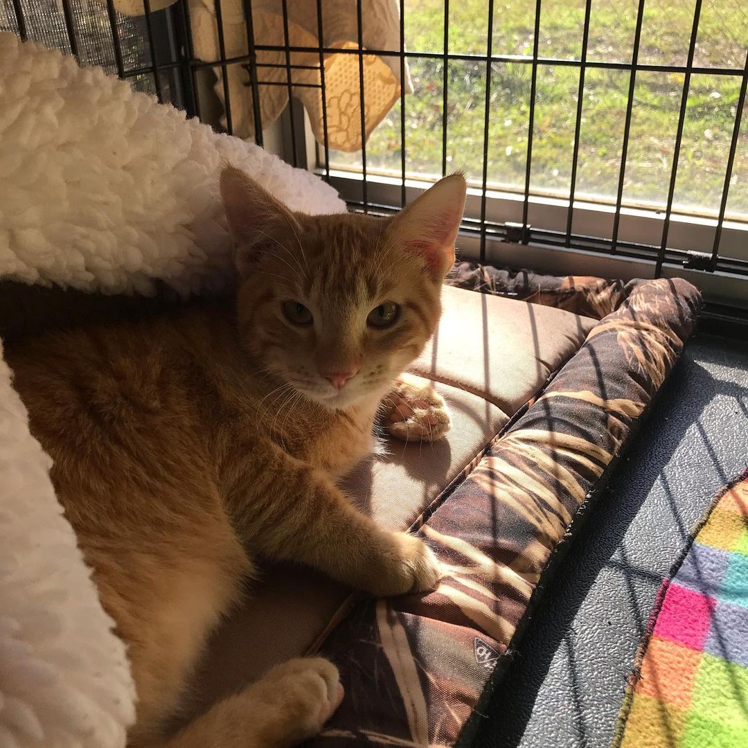 This is Garfield! He’s super sweet and loving. He gets along very well with other animals. <a target='_blank' href='https://www.instagram.com/explore/tags/tylertx/'>#tylertx</a> <a target='_blank' href='https://www.instagram.com/explore/tags/petsfurpeople/'>#petsfurpeople</a> <a target='_blank' href='https://www.instagram.com/explore/tags/adoptdontshop/'>#adoptdontshop</a> <a target='_blank' href='https://www.instagram.com/explore/tags/rescuedismyfavoritebreed/'>#rescuedismyfavoritebreed</a>