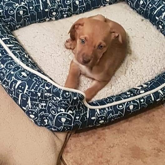 Gemma's pitbull x lab pups are nearly ready to be adopted. Visit our website to put in your application on these little munchkins!

www.almosthomeyyc.com

<a target='_blank' href='https://www.instagram.com/explore/tags/adoptdontshop/'>#adoptdontshop</a> <a target='_blank' href='https://www.instagram.com/explore/tags/pitbull/'>#pitbull</a> <a target='_blank' href='https://www.instagram.com/explore/tags/lab/'>#lab</a> <a target='_blank' href='https://www.instagram.com/explore/tags/puppy/'>#puppy</a> <a target='_blank' href='https://www.instagram.com/explore/tags/puppiesofinstagram/'>#puppiesofinstagram</a> <a target='_blank' href='https://www.instagram.com/explore/tags/rescuedog/'>#rescuedog</a> <a target='_blank' href='https://www.instagram.com/explore/tags/yycdogs/'>#yycdogs</a> <a target='_blank' href='https://www.instagram.com/explore/tags/yycnow/'>#yycnow</a> <a target='_blank' href='https://www.instagram.com/explore/tags/adoptme/'>#adoptme</a> <a target='_blank' href='https://www.instagram.com/explore/tags/almosthome/'>#almosthome</a> <a target='_blank' href='https://www.instagram.com/explore/tags/dogsofyyc/'>#dogsofyyc</a> <a target='_blank' href='https://www.instagram.com/explore/tags/dogsofinstagram/'>#dogsofinstagram</a>