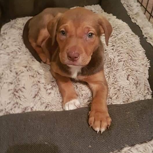 Gemma's pitbull x lab pups are nearly ready to be adopted. Visit our website to put in your application on these little munchkins!

www.almosthomeyyc.com

<a target='_blank' href='https://www.instagram.com/explore/tags/adoptdontshop/'>#adoptdontshop</a> <a target='_blank' href='https://www.instagram.com/explore/tags/pitbull/'>#pitbull</a> <a target='_blank' href='https://www.instagram.com/explore/tags/lab/'>#lab</a> <a target='_blank' href='https://www.instagram.com/explore/tags/puppy/'>#puppy</a> <a target='_blank' href='https://www.instagram.com/explore/tags/puppiesofinstagram/'>#puppiesofinstagram</a> <a target='_blank' href='https://www.instagram.com/explore/tags/rescuedog/'>#rescuedog</a> <a target='_blank' href='https://www.instagram.com/explore/tags/yycdogs/'>#yycdogs</a> <a target='_blank' href='https://www.instagram.com/explore/tags/yycnow/'>#yycnow</a> <a target='_blank' href='https://www.instagram.com/explore/tags/adoptme/'>#adoptme</a> <a target='_blank' href='https://www.instagram.com/explore/tags/almosthome/'>#almosthome</a> <a target='_blank' href='https://www.instagram.com/explore/tags/dogsofyyc/'>#dogsofyyc</a> <a target='_blank' href='https://www.instagram.com/explore/tags/dogsofinstagram/'>#dogsofinstagram</a>