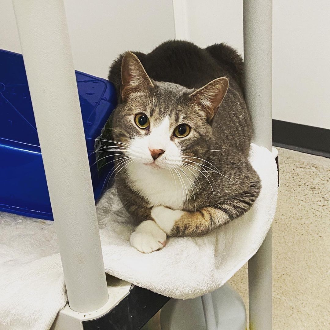 Dashing Bert is more than happy to help dry the dishes! Available to adopt.  <a target='_blank' href='https://www.instagram.com/explore/tags/adoptablecats/'>#adoptablecats</a> <a target='_blank' href='https://www.instagram.com/explore/tags/prairiesedgehs/'>#prairiesedgehs</a>