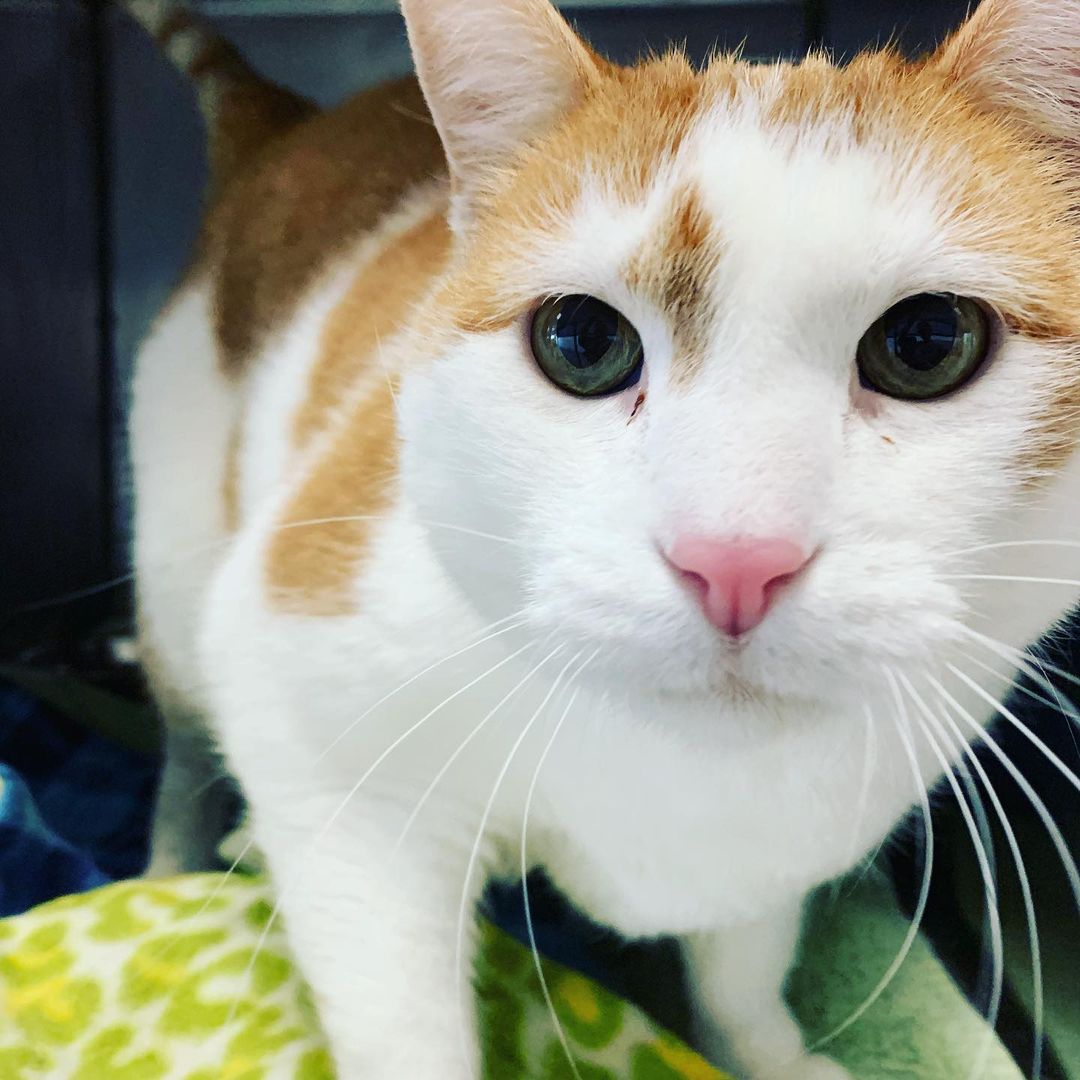 Handsome Roscoe is a sweet 5 year old young man. He enjoys nothing more than to be brushed and to be on a warm lap.  <a target='_blank' href='https://www.instagram.com/explore/tags/adoptablecats/'>#adoptablecats</a> <a target='_blank' href='https://www.instagram.com/explore/tags/prairiesedgehs/'>#prairiesedgehs</a>