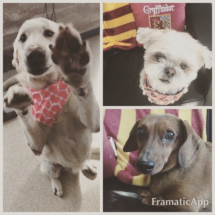 Lucius, Potter, and Soda will be on hand to meet you at Chuck & Don’s Northfield, Sat Feb 22nd from 11am-1pm!! ❤️ <a target='_blank' href='https://www.instagram.com/explore/tags/adoptabledogs/'>#adoptabledogs</a> <a target='_blank' href='https://www.instagram.com/explore/tags/prairiesedgehs/'>#prairiesedgehs</a>