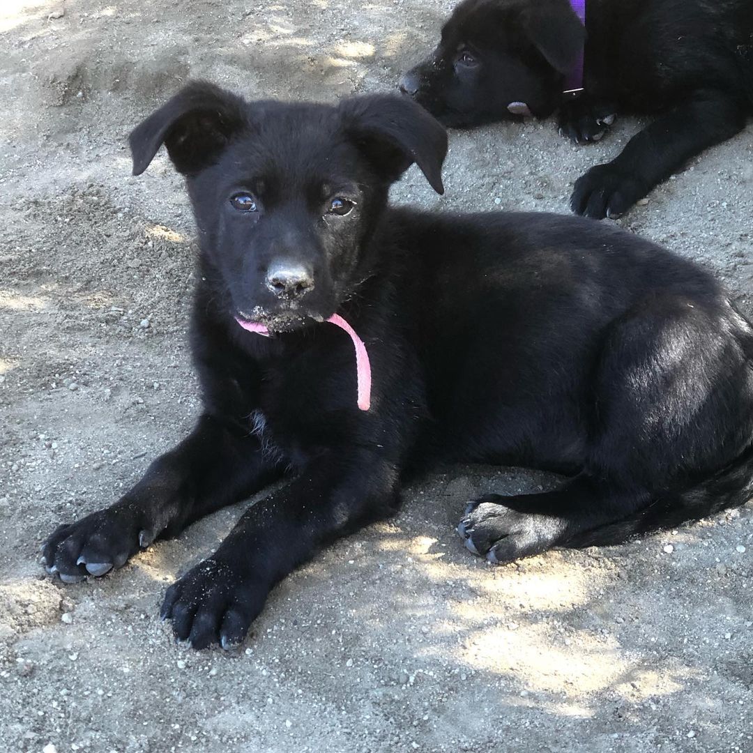 Whiskey’s babies - Ellie, Mordu, Kamari and Jadee are 9 weeks old today!! 💜 
We can't believe they haven't been adopted yet! They are shepherd mix puppies! 
We are hoping soon to do a DNA test on one of them just for fun! Message us today if you're interested 💜 
Homes in CA or CO are preferred. 
Applications can be found on our website! 
<a target='_blank' href='https://www.instagram.com/explore/tags/puppy/'>#puppy</a> <a target='_blank' href='https://www.instagram.com/explore/tags/puppies/'>#puppies</a> <a target='_blank' href='https://www.instagram.com/explore/tags/cute/'>#cute</a> <a target='_blank' href='https://www.instagram.com/explore/tags/adopt/'>#adopt</a> <a target='_blank' href='https://www.instagram.com/explore/tags/adoptme/'>#adoptme</a> <a target='_blank' href='https://www.instagram.com/explore/tags/adoption/'>#adoption</a> <a target='_blank' href='https://www.instagram.com/explore/tags/rescue/'>#rescue</a> <a target='_blank' href='https://www.instagram.com/explore/tags/rescueme/'>#rescueme</a> <a target='_blank' href='https://www.instagram.com/explore/tags/shepherd/'>#shepherd</a> <a target='_blank' href='https://www.instagram.com/explore/tags/shepherdmix/'>#shepherdmix</a> <a target='_blank' href='https://www.instagram.com/explore/tags/california/'>#california</a> <a target='_blank' href='https://www.instagram.com/explore/tags/colorado/'>#colorado</a>