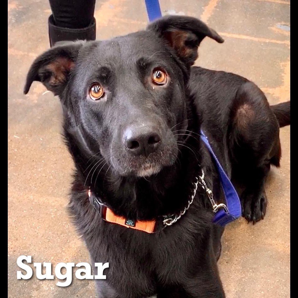 Sugar and her pups are ready to find their forever families!
We do expect these little ones to grow into some large sized adult dogs.
————————————————————————
🐶 Girls only on this post
🐶 Labrador Retriever Mix
🐶 Sugar is 2.5 years old and her pups are 8 weeks old
🐶 Spayed
🐶 Microchipped
————————————————————————
They will be available for adoption on:
🗓 Date: Saturday, February 22.
📍 Location: Petco in Arnold.
🕚 Time: 11:00am-3:00pm.
————————————————————————
Our adoption fee is $300 for dogs/puppies (additional processing fees may apply). All animals will be spayed/neutered, microchipped, and have age appropriate vaccinations. We only adopt to MO or IL residents.🏠 We do not ship or transport our dogs to other parts of the country.🚫 If you have any questions feel free to message us on Facebook at Camp Chaos Puppy Rescue or email us at: info@campchaospuppyrescue.org 
Applications can be found on our website at: campchaospuppyrescue.org (link in bio)————————————————————
<a target='_blank' href='https://www.instagram.com/explore/tags/rescuedismyfavoritebreed/'>#rescuedismyfavoritebreed</a> <a target='_blank' href='https://www.instagram.com/explore/tags/dogsofstl/'>#dogsofstl</a> <a target='_blank' href='https://www.instagram.com/explore/tags/dogsofstlouis/'>#dogsofstlouis</a> <a target='_blank' href='https://www.instagram.com/explore/tags/animalrescuestlouis/'>#animalrescuestlouis</a> <a target='_blank' href='https://www.instagram.com/explore/tags/campchaosmissouri/'>#campchaosmissouri</a> <a target='_blank' href='https://www.instagram.com/explore/tags/foreverhomeneeded/'>#foreverhomeneeded</a> <a target='_blank' href='https://www.instagram.com/explore/tags/adoptdontshop/'>#adoptdontshop</a> <a target='_blank' href='https://www.instagram.com/explore/tags/dog/'>#dog</a> <a target='_blank' href='https://www.instagram.com/explore/tags/love/'>#love</a> <a target='_blank' href='https://www.instagram.com/explore/tags/adoption/'>#adoption</a> <a target='_blank' href='https://www.instagram.com/explore/tags/availableforadoption/'>#availableforadoption</a> <a target='_blank' href='https://www.instagram.com/explore/tags/pet/'>#pet</a> <a target='_blank' href='https://www.instagram.com/explore/tags/saintlouis/'>#saintlouis</a>