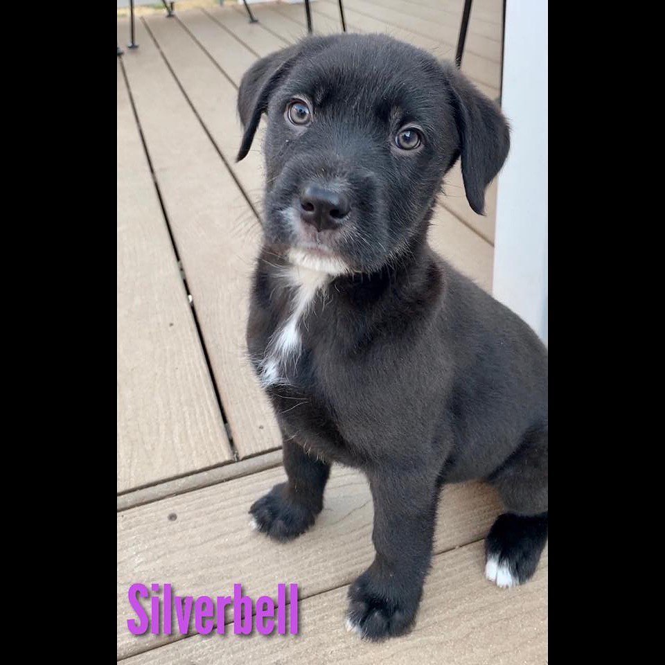 Sugar and her pups are ready to find their forever families!
We do expect these little ones to grow into some large sized adult dogs.
————————————————————————
🐶 Girls only on this post
🐶 Labrador Retriever Mix
🐶 Sugar is 2.5 years old and her pups are 8 weeks old
🐶 Spayed
🐶 Microchipped
————————————————————————
They will be available for adoption on:
🗓 Date: Saturday, February 22.
📍 Location: Petco in Arnold.
🕚 Time: 11:00am-3:00pm.
————————————————————————
Our adoption fee is $300 for dogs/puppies (additional processing fees may apply). All animals will be spayed/neutered, microchipped, and have age appropriate vaccinations. We only adopt to MO or IL residents.🏠 We do not ship or transport our dogs to other parts of the country.🚫 If you have any questions feel free to message us on Facebook at Camp Chaos Puppy Rescue or email us at: info@campchaospuppyrescue.org 
Applications can be found on our website at: campchaospuppyrescue.org (link in bio)————————————————————
<a target='_blank' href='https://www.instagram.com/explore/tags/rescuedismyfavoritebreed/'>#rescuedismyfavoritebreed</a> <a target='_blank' href='https://www.instagram.com/explore/tags/dogsofstl/'>#dogsofstl</a> <a target='_blank' href='https://www.instagram.com/explore/tags/dogsofstlouis/'>#dogsofstlouis</a> <a target='_blank' href='https://www.instagram.com/explore/tags/animalrescuestlouis/'>#animalrescuestlouis</a> <a target='_blank' href='https://www.instagram.com/explore/tags/campchaosmissouri/'>#campchaosmissouri</a> <a target='_blank' href='https://www.instagram.com/explore/tags/foreverhomeneeded/'>#foreverhomeneeded</a> <a target='_blank' href='https://www.instagram.com/explore/tags/adoptdontshop/'>#adoptdontshop</a> <a target='_blank' href='https://www.instagram.com/explore/tags/dog/'>#dog</a> <a target='_blank' href='https://www.instagram.com/explore/tags/love/'>#love</a> <a target='_blank' href='https://www.instagram.com/explore/tags/adoption/'>#adoption</a> <a target='_blank' href='https://www.instagram.com/explore/tags/availableforadoption/'>#availableforadoption</a> <a target='_blank' href='https://www.instagram.com/explore/tags/pet/'>#pet</a> <a target='_blank' href='https://www.instagram.com/explore/tags/saintlouis/'>#saintlouis</a>