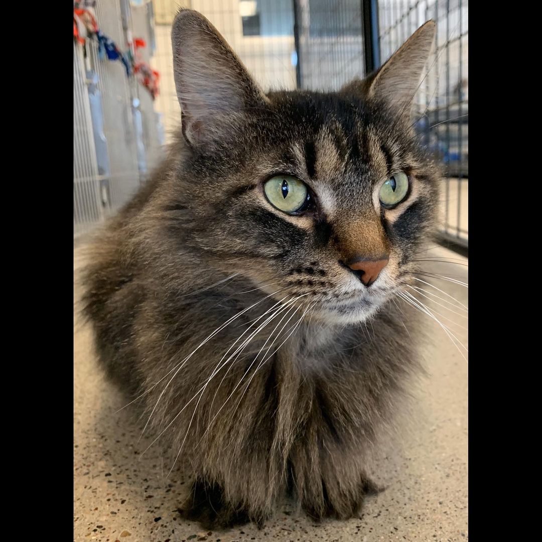 Tailor is one beautiful boy. He’s sweet with a softer meow than you’d think. <a target='_blank' href='https://www.instagram.com/explore/tags/adoptablecats/'>#adoptablecats</a> <a target='_blank' href='https://www.instagram.com/explore/tags/prairiesedgehs/'>#prairiesedgehs</a>