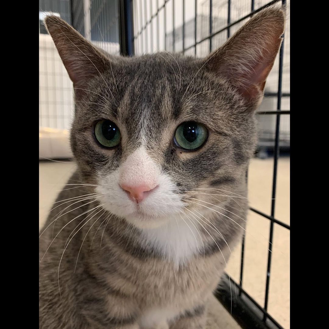 Sir Drum is a sweet and playful guy. And with those green eyes he’s sure to charm 💚 <a target='_blank' href='https://www.instagram.com/explore/tags/adoptablecats/'>#adoptablecats</a> <a target='_blank' href='https://www.instagram.com/explore/tags/prairiesedgehs/'>#prairiesedgehs</a>