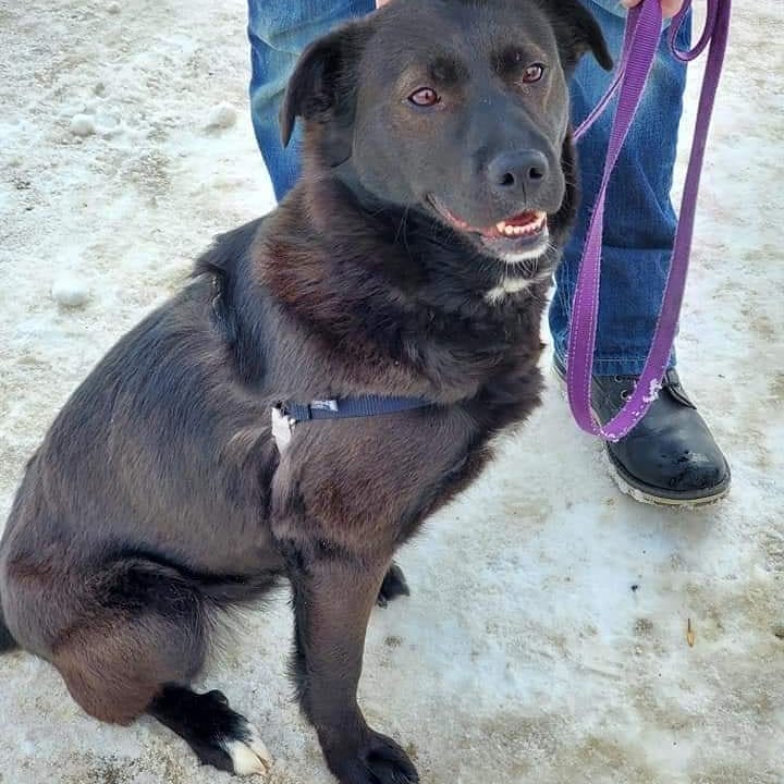 Thank you Lisa for organizing a Sunday hike for some of the dogs ♥️♥️ <a target='_blank' href='https://www.instagram.com/explore/tags/yyc/'>#yyc</a> <a target='_blank' href='https://www.instagram.com/explore/tags/yycnow/'>#yycnow</a> <a target='_blank' href='https://www.instagram.com/explore/tags/yyctoday/'>#yyctoday</a> <a target='_blank' href='https://www.instagram.com/explore/tags/yycdogs/'>#yycdogs</a> <a target='_blank' href='https://www.instagram.com/explore/tags/adoptdontshop/'>#adoptdontshop</a> <a target='_blank' href='https://www.instagram.com/explore/tags/rescuedog/'>#rescuedog</a> <a target='_blank' href='https://www.instagram.com/explore/tags/dogsofyyc/'>#dogsofyyc</a> <a target='_blank' href='https://www.instagram.com/explore/tags/calgary/'>#calgary</a> <a target='_blank' href='https://www.instagram.com/explore/tags/puppygram/'>#puppygram</a> <a target='_blank' href='https://www.instagram.com/explore/tags/dogsofinstagram/'>#dogsofinstagram</a> <a target='_blank' href='https://www.instagram.com/explore/tags/dogs/'>#dogs</a> <a target='_blank' href='https://www.instagram.com/explore/tags/hiking/'>#hiking</a> <a target='_blank' href='https://www.instagram.com/explore/tags/christmastreetrail/'>#christmastreetrail</a> <a target='_blank' href='https://www.instagram.com/explore/tags/adventure/'>#adventure</a>