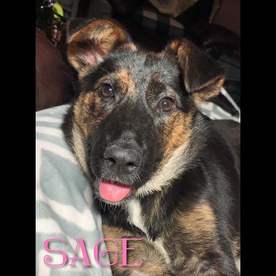 🐶Sage🐶
She is a crazy smart dog, doing great with her training, and loves to snuggle.
————————————————————————
🐶 Female
🐶 Feist Mix (short coat)
🐶 Spayed
🐶 7 months old
🐶 Microchipped
————————————————————————
Sage will be available for adoption on:
🗓 Date: Saturday, February 22.
📍 Location: Petco in Arnold.
🕚 Time: 11:00am-3:00pm.
————————————————————————
Our adoption fee is $300 for dogs/puppies (additional processing fees may apply). All animals will be spayed/neutered, microchipped, and have age appropriate vaccinations. We only adopt to MO or IL residents.🏠 We do not ship or transport our dogs to other parts of the country.🚫 If you have any questions feel free to message us on Facebook at Camp Chaos Puppy Rescue or email us at: info@campchaospuppyrescue.org 
Applications can be found on our website at: campchaospuppyrescue.org (link in bio)————————————————————
<a target='_blank' href='https://www.instagram.com/explore/tags/rescuedismyfavoritebreed/'>#rescuedismyfavoritebreed</a> <a target='_blank' href='https://www.instagram.com/explore/tags/dogsofstl/'>#dogsofstl</a> <a target='_blank' href='https://www.instagram.com/explore/tags/dogsofstlouis/'>#dogsofstlouis</a> <a target='_blank' href='https://www.instagram.com/explore/tags/animalrescuestlouis/'>#animalrescuestlouis</a> <a target='_blank' href='https://www.instagram.com/explore/tags/campchaosmissouri/'>#campchaosmissouri</a> <a target='_blank' href='https://www.instagram.com/explore/tags/foreverhomeneeded/'>#foreverhomeneeded</a> <a target='_blank' href='https://www.instagram.com/explore/tags/adoptdontshop/'>#adoptdontshop</a> <a target='_blank' href='https://www.instagram.com/explore/tags/dog/'>#dog</a> <a target='_blank' href='https://www.instagram.com/explore/tags/love/'>#love</a> <a target='_blank' href='https://www.instagram.com/explore/tags/adoption/'>#adoption</a> <a target='_blank' href='https://www.instagram.com/explore/tags/availableforadoption/'>#availableforadoption</a> <a target='_blank' href='https://www.instagram.com/explore/tags/pet/'>#pet</a> <a target='_blank' href='https://www.instagram.com/explore/tags/saintlouis/'>#saintlouis</a>