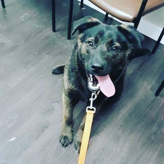 Meet Koby! He's friendly, energetic, and a cuddle bug!

<a target='_blank' href='https://www.instagram.com/explore/tags/yyc/'>#yyc</a> <a target='_blank' href='https://www.instagram.com/explore/tags/yycnow/'>#yycnow</a> <a target='_blank' href='https://www.instagram.com/explore/tags/yyctoday/'>#yyctoday</a> <a target='_blank' href='https://www.instagram.com/explore/tags/yycdogs/'>#yycdogs</a> <a target='_blank' href='https://www.instagram.com/explore/tags/adoptdontshop/'>#adoptdontshop</a> <a target='_blank' href='https://www.instagram.com/explore/tags/rescuedog/'>#rescuedog</a> <a target='_blank' href='https://www.instagram.com/explore/tags/dogsofyyc/'>#dogsofyyc</a> <a target='_blank' href='https://www.instagram.com/explore/tags/calgary/'>#calgary</a> <a target='_blank' href='https://www.instagram.com/explore/tags/puppygram/'>#puppygram</a> <a target='_blank' href='https://www.instagram.com/explore/tags/dogsofinstagram/'>#dogsofinstagram</a> <a target='_blank' href='https://www.instagram.com/explore/tags/dogs/'>#dogs</a> <a target='_blank' href='https://www.instagram.com/explore/tags/smile/'>#smile</a> <a target='_blank' href='https://www.instagram.com/explore/tags/happy/'>#happy</a>