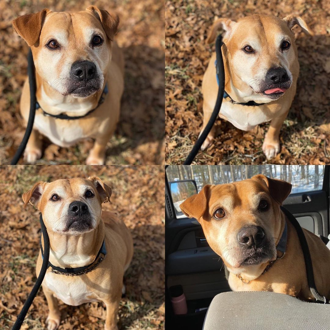 Meet Cowboy! 🐾

Cowboy comes to LCAC, after his owner passed away. After speaking with family it is in Cowboy’s best interest to find a new home. Cowboy’s world has been flipped upside down and took him a few days just to stop shaking. 
We have gained his likeness with some tasty treats. And now he won’t stop wagging his tail. ❤️ Cowboy is an older gentleman and will promise to treat you right. He is looking for a family to accept him as the chunky and lumpy boy he is and let him retire in home. He enjoys his bed and naps. He surprisingly jumps at the idea of walks and walks at a brisk pace! He is older and knows his manners. He listens well and is house broke. Cowboy has never lived with other animals and has been the one and only spoiled guy and would do best as the only animal in your home. 
Breed/Coloring:Tan/White Pit Mix. 
Sex: Male. 
Estimated Age: 10 Years Old.
Health History/Alter History: No Known Vaccinations / Neutered.
Reason: Owner Passed. 
Important Information: 
Cats: No Cats! 
Dogs: No dogs! 
Children: Older children only (12+).
As always, children should be taught to be respectful interactions around dogs. 
Lake County Animal Control
Address: 3390 Dog Track Rd. Baldwin, MI 49304
Hours: Monday - Friday 8:00 AM - 3:00 PM 
Saturday - Sunday CLOSED 
Phone: (231) 745 - 3079 
Please call before arrival to ensure an Animal Control Officer will be there. 
Please leave a message and we will be sure to get back to you ASAP! 
Fees REQUIRED upon adoption: 
Adoption Fee $20.00
($20.00 Total) 
CASH or CHECK only! 
Fill out an adoption application TODAY! 
https://form.jotform.com/lakecountyanimalcontrol/adoption-application

View Cowboy on Petfinder: https://www.petfinder.com/dog/cowboy-47459784/mi/baldwin/lake-county-animal-control-mi1081/

Share to find Cowboy a home! 🐾