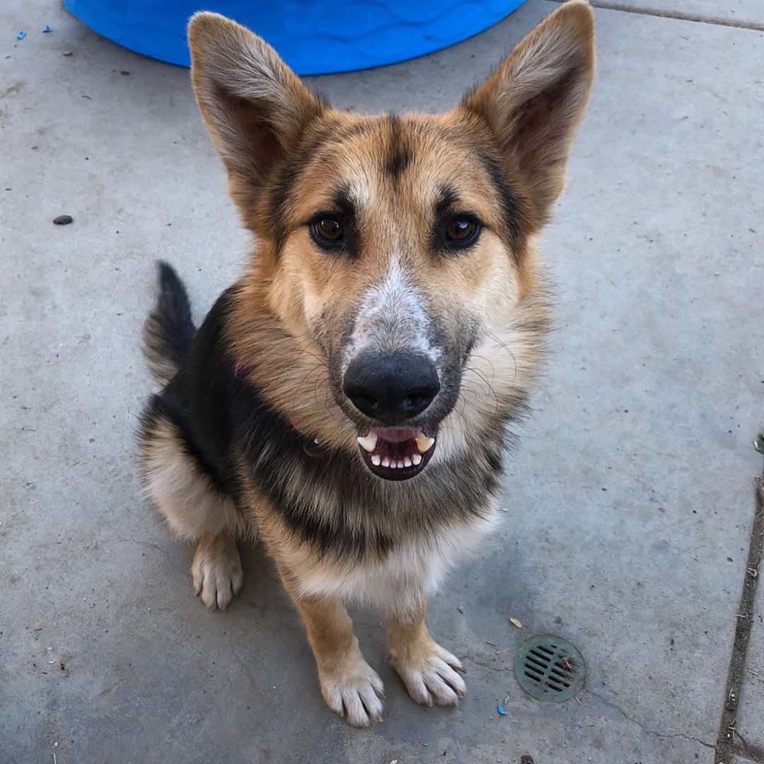 🐶❤️ A look at some pups currently available for adoption in Colorado (or surrounding states) ❤️🐶 Reach out today if you'd like more information on any of these pups! 🐶 * Adoption fees vary per dog *

Find our application and adoption process on our website! 
www.mybestfriendrescue.org