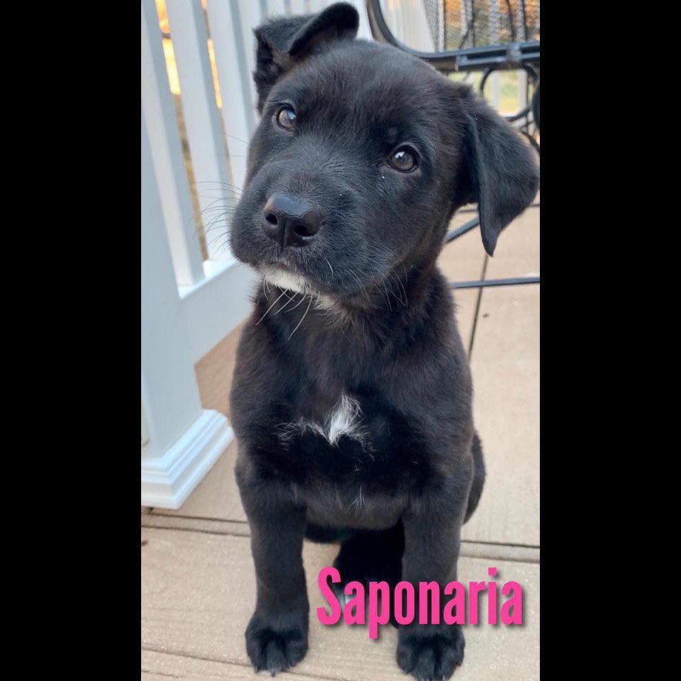 Sugar and her pups are ready to find their forever families!
We do expect these little ones to grow into some large sized adult dogs.
————————————————————————
🐶 Girls only on this post
🐶 Labrador Retriever Mix
🐶 Sugar is 2.5 years old and her pups are 8 weeks old
🐶 Spayed
🐶 Microchipped
————————————————————————
They will be available for adoption on:
🗓 Date: Saturday, February 22.
📍 Location: Petco in Arnold.
🕚 Time: 11:00am-3:00pm.
————————————————————————
Our adoption fee is $300 for dogs/puppies (additional processing fees may apply). All animals will be spayed/neutered, microchipped, and have age appropriate vaccinations. We only adopt to MO or IL residents.🏠 We do not ship or transport our dogs to other parts of the country.🚫 If you have any questions feel free to message us on Facebook at Camp Chaos Puppy Rescue or email us at: info@campchaospuppyrescue.org 
Applications can be found on our website at: campchaospuppyrescue.org (link in bio)————————————————————
<a target='_blank' href='https://www.instagram.com/explore/tags/rescuedismyfavoritebreed/'>#rescuedismyfavoritebreed</a> <a target='_blank' href='https://www.instagram.com/explore/tags/dogsofstl/'>#dogsofstl</a> <a target='_blank' href='https://www.instagram.com/explore/tags/dogsofstlouis/'>#dogsofstlouis</a> <a target='_blank' href='https://www.instagram.com/explore/tags/animalrescuestlouis/'>#animalrescuestlouis</a> <a target='_blank' href='https://www.instagram.com/explore/tags/campchaosmissouri/'>#campchaosmissouri</a> <a target='_blank' href='https://www.instagram.com/explore/tags/foreverhomeneeded/'>#foreverhomeneeded</a> <a target='_blank' href='https://www.instagram.com/explore/tags/adoptdontshop/'>#adoptdontshop</a> <a target='_blank' href='https://www.instagram.com/explore/tags/dog/'>#dog</a> <a target='_blank' href='https://www.instagram.com/explore/tags/love/'>#love</a> <a target='_blank' href='https://www.instagram.com/explore/tags/adoption/'>#adoption</a> <a target='_blank' href='https://www.instagram.com/explore/tags/availableforadoption/'>#availableforadoption</a> <a target='_blank' href='https://www.instagram.com/explore/tags/pet/'>#pet</a> <a target='_blank' href='https://www.instagram.com/explore/tags/saintlouis/'>#saintlouis</a>