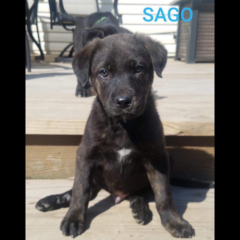 Sugars pups
————————————————————————
🐶 All males
🐶 Labrador Retriever Mixes
🐶 Neutered
🐶 8 weeks old
🐶 Microchipped
————————————————————————
They will be available for adoption on:
🗓 Date: Saturday, February 22.
📍 Location: Petco in Arnold.
🕚 Time: 11:00am-3:00pm.
————————————————————————
Our adoption fee is $300 for dogs/puppies (additional processing fees may apply). All animals will be spayed/neutered, microchipped, and have age appropriate vaccinations. We only adopt to MO or IL residents.🏠 We do not ship or transport our dogs to other parts of the country.🚫 If you have any questions feel free to message us on Facebook at Camp Chaos Puppy Rescue or email us at: info@campchaospuppyrescue.org 
Applications can be found on our website at: campchaospuppyrescue.org (link in bio)————————————————————
<a target='_blank' href='https://www.instagram.com/explore/tags/rescuedismyfavoritebreed/'>#rescuedismyfavoritebreed</a> <a target='_blank' href='https://www.instagram.com/explore/tags/dogsofstl/'>#dogsofstl</a> <a target='_blank' href='https://www.instagram.com/explore/tags/dogsofstlouis/'>#dogsofstlouis</a> <a target='_blank' href='https://www.instagram.com/explore/tags/animalrescuestlouis/'>#animalrescuestlouis</a> <a target='_blank' href='https://www.instagram.com/explore/tags/campchaosmissouri/'>#campchaosmissouri</a> <a target='_blank' href='https://www.instagram.com/explore/tags/foreverhomeneeded/'>#foreverhomeneeded</a> <a target='_blank' href='https://www.instagram.com/explore/tags/adoptdontshop/'>#adoptdontshop</a> <a target='_blank' href='https://www.instagram.com/explore/tags/dog/'>#dog</a> <a target='_blank' href='https://www.instagram.com/explore/tags/love/'>#love</a> <a target='_blank' href='https://www.instagram.com/explore/tags/adoption/'>#adoption</a> <a target='_blank' href='https://www.instagram.com/explore/tags/availableforadoption/'>#availableforadoption</a> <a target='_blank' href='https://www.instagram.com/explore/tags/pet/'>#pet</a> <a target='_blank' href='https://www.instagram.com/explore/tags/saintlouis/'>#saintlouis</a>