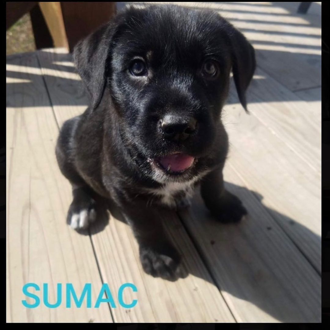 Sugars pups
————————————————————————
🐶 All males
🐶 Labrador Retriever Mixes
🐶 Neutered
🐶 8 weeks old
🐶 Microchipped
————————————————————————
They will be available for adoption on:
🗓 Date: Saturday, February 22.
📍 Location: Petco in Arnold.
🕚 Time: 11:00am-3:00pm.
————————————————————————
Our adoption fee is $300 for dogs/puppies (additional processing fees may apply). All animals will be spayed/neutered, microchipped, and have age appropriate vaccinations. We only adopt to MO or IL residents.🏠 We do not ship or transport our dogs to other parts of the country.🚫 If you have any questions feel free to message us on Facebook at Camp Chaos Puppy Rescue or email us at: info@campchaospuppyrescue.org 
Applications can be found on our website at: campchaospuppyrescue.org (link in bio)————————————————————
<a target='_blank' href='https://www.instagram.com/explore/tags/rescuedismyfavoritebreed/'>#rescuedismyfavoritebreed</a> <a target='_blank' href='https://www.instagram.com/explore/tags/dogsofstl/'>#dogsofstl</a> <a target='_blank' href='https://www.instagram.com/explore/tags/dogsofstlouis/'>#dogsofstlouis</a> <a target='_blank' href='https://www.instagram.com/explore/tags/animalrescuestlouis/'>#animalrescuestlouis</a> <a target='_blank' href='https://www.instagram.com/explore/tags/campchaosmissouri/'>#campchaosmissouri</a> <a target='_blank' href='https://www.instagram.com/explore/tags/foreverhomeneeded/'>#foreverhomeneeded</a> <a target='_blank' href='https://www.instagram.com/explore/tags/adoptdontshop/'>#adoptdontshop</a> <a target='_blank' href='https://www.instagram.com/explore/tags/dog/'>#dog</a> <a target='_blank' href='https://www.instagram.com/explore/tags/love/'>#love</a> <a target='_blank' href='https://www.instagram.com/explore/tags/adoption/'>#adoption</a> <a target='_blank' href='https://www.instagram.com/explore/tags/availableforadoption/'>#availableforadoption</a> <a target='_blank' href='https://www.instagram.com/explore/tags/pet/'>#pet</a> <a target='_blank' href='https://www.instagram.com/explore/tags/saintlouis/'>#saintlouis</a>