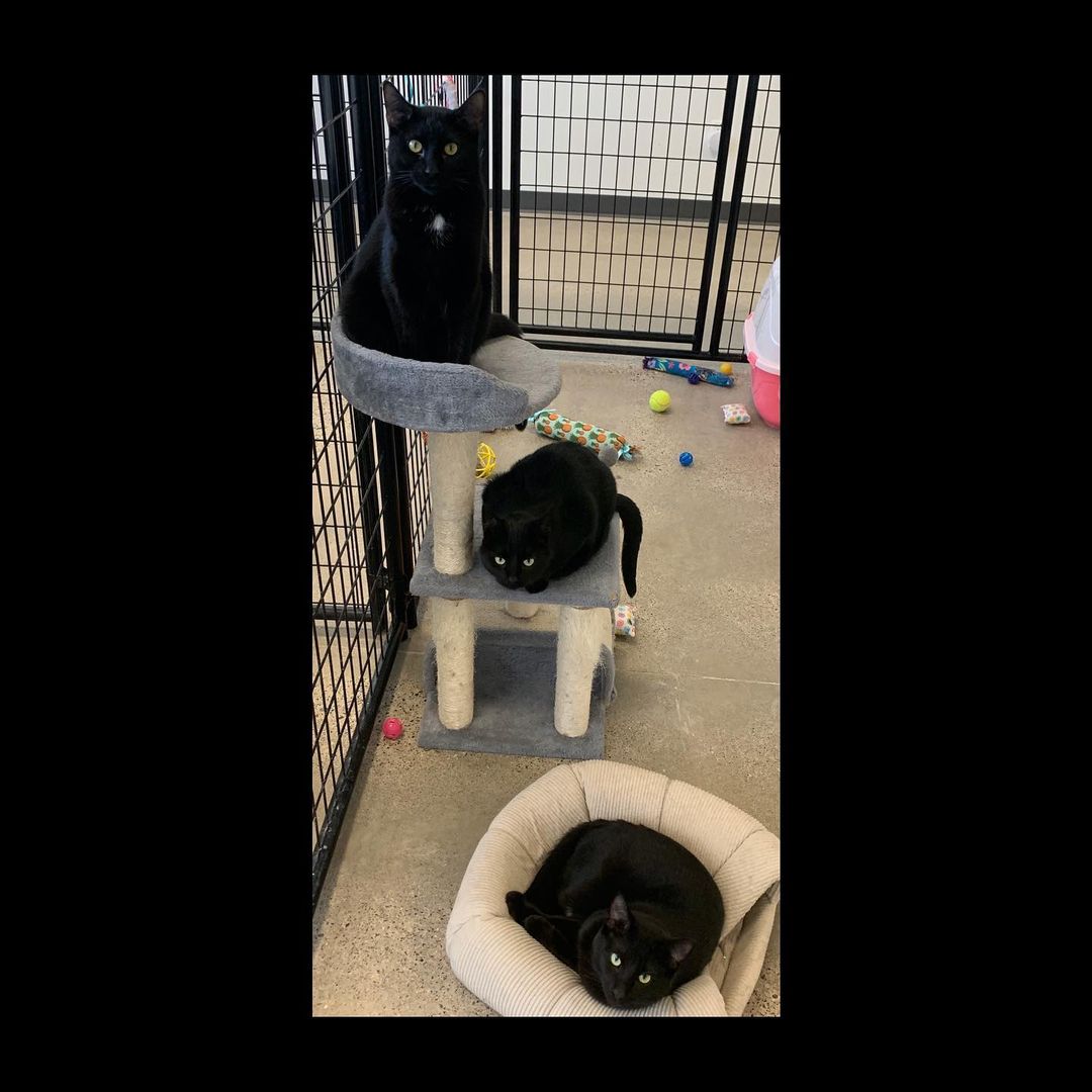 A calm break from playing, featuring Spud, Winston and Petunia! <a target='_blank' href='https://www.instagram.com/explore/tags/adoptablecats/'>#adoptablecats</a> <a target='_blank' href='https://www.instagram.com/explore/tags/prairiesedgehs/'>#prairiesedgehs</a>