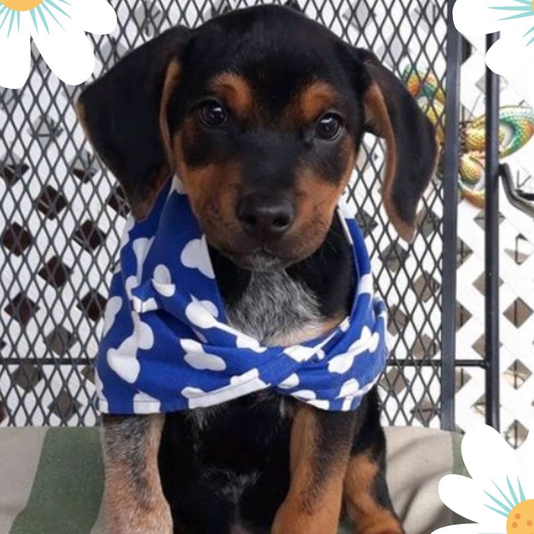 Here are just a few of the pets we have available at the <a target='_blank' href='https://www.instagram.com/explore/tags/Petsmart/'>#Petsmart</a> on University in <a target='_blank' href='https://www.instagram.com/explore/tags/Huntsville/'>#Huntsville</a> for <a target='_blank' href='https://www.instagram.com/explore/tags/PetsmartNationalAdoptionWeekend/'>#PetsmartNationalAdoptionWeekend</a> ! Come see them today from 10-2 or tomorrow from 11-2, but come quick before they get adopted! 
<a target='_blank' href='https://www.instagram.com/explore/tags/picme/'>#picme</a> <a target='_blank' href='https://www.instagram.com/explore/tags/petsmartadoptions/'>#petsmartadoptions</a> <a target='_blank' href='https://www.instagram.com/explore/tags/dogsofinstagram/'>#dogsofinstagram</a> <a target='_blank' href='https://www.instagram.com/explore/tags/petsmartcharities/'>#petsmartcharities</a> @petsmart @petsmartcharities