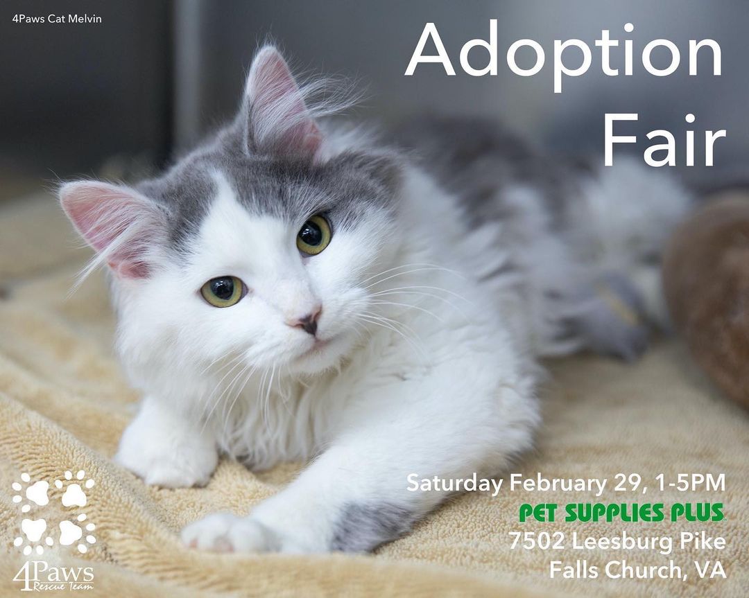 🐈ADOPTION FAIR🐈 Saturday, February 29 from 1-5pm at Pet Supplies Plus in Falls Church (7502 Leesburg Pike). Come on out and meet your new forever friend 😻 <a target='_blank' href='https://www.instagram.com/explore/tags/adoptdontshop/'>#adoptdontshop</a> <a target='_blank' href='https://www.instagram.com/explore/tags/adoptdontshop/'>#adoptdontshop</a>🐾 <a target='_blank' href='https://www.instagram.com/explore/tags/cat/'>#cat</a> <a target='_blank' href='https://www.instagram.com/explore/tags/catsofinstagram/'>#catsofinstagram</a> <a target='_blank' href='https://www.instagram.com/explore/tags/petsuppliesplus/'>#petsuppliesplus</a> <a target='_blank' href='https://www.instagram.com/explore/tags/fallschurch/'>#fallschurch</a> <a target='_blank' href='https://www.instagram.com/explore/tags/fallschurchva/'>#fallschurchva</a> <a target='_blank' href='https://www.instagram.com/explore/tags/caturday/'>#caturday</a>