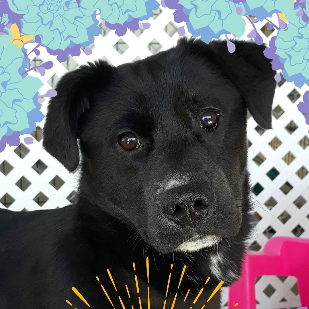 Here are just a few of the pets we have available at the <a target='_blank' href='https://www.instagram.com/explore/tags/Petsmart/'>#Petsmart</a> on University in <a target='_blank' href='https://www.instagram.com/explore/tags/Huntsville/'>#Huntsville</a> for <a target='_blank' href='https://www.instagram.com/explore/tags/PetsmartNationalAdoptionWeekend/'>#PetsmartNationalAdoptionWeekend</a> ! Come see them today from 10-2 or tomorrow from 11-2, but come quick before they get adopted! 
<a target='_blank' href='https://www.instagram.com/explore/tags/picme/'>#picme</a> <a target='_blank' href='https://www.instagram.com/explore/tags/petsmartadoptions/'>#petsmartadoptions</a> <a target='_blank' href='https://www.instagram.com/explore/tags/dogsofinstagram/'>#dogsofinstagram</a> <a target='_blank' href='https://www.instagram.com/explore/tags/petsmartcharities/'>#petsmartcharities</a> @petsmart @petsmartcharities