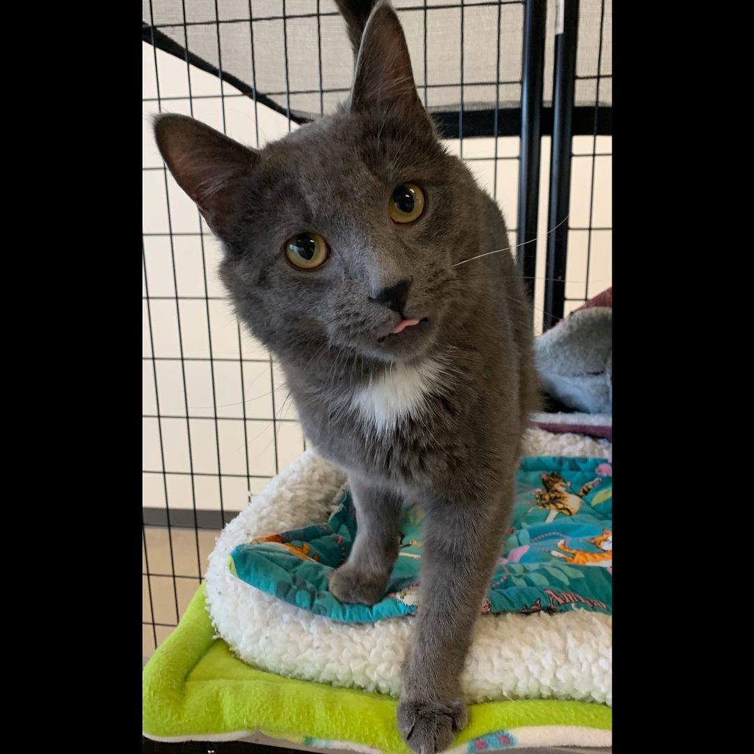 This is the handsome Twix. Multiple pictures were necessary, as he just really wanted the scratches. <a target='_blank' href='https://www.instagram.com/explore/tags/adoptablecats/'>#adoptablecats</a> <a target='_blank' href='https://www.instagram.com/explore/tags/prairiesedgehs/'>#prairiesedgehs</a>