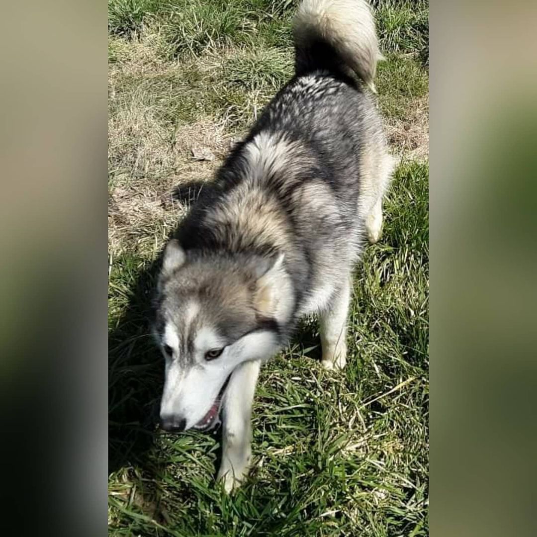 Many thanks for helping us pull the three husky from the Lincoln County shelter and getting them the help that they need.  Praying that none are HW+

They stink and their fur is urine stained from the small kennels but they are safe, they will be vetted, and they will be placed into husky savvy homes. *Alyssa Gervais *Melissa Bowman *Amanda Barrow *Lisa Gihringer *Bruce Miller *Genna Bebko *Joel Karmazyn *Matthew Reiner *Ginger Miller *Natalia Hrelja-Nelson *Jane Antonelli *Mike Headlee *Elizabeth Antonelli *Danny Antonelli

<a target='_blank' href='https://www.instagram.com/explore/tags/kaleidoscopek9s/'>#kaleidoscopek9s</a> <a target='_blank' href='https://www.instagram.com/explore/tags/ohiodogrescue/'>#ohiodogrescue</a> <a target='_blank' href='https://www.instagram.com/explore/tags/rescuesofinstagram/'>#rescuesofinstagram</a> <a target='_blank' href='https://www.instagram.com/explore/tags/husky/'>#husky</a> <a target='_blank' href='https://www.instagram.com/explore/tags/huskiesofohio/'>#huskiesofohio</a> <a target='_blank' href='https://www.instagram.com/explore/tags/adooptdontshop/'>#adooptdontshop</a>