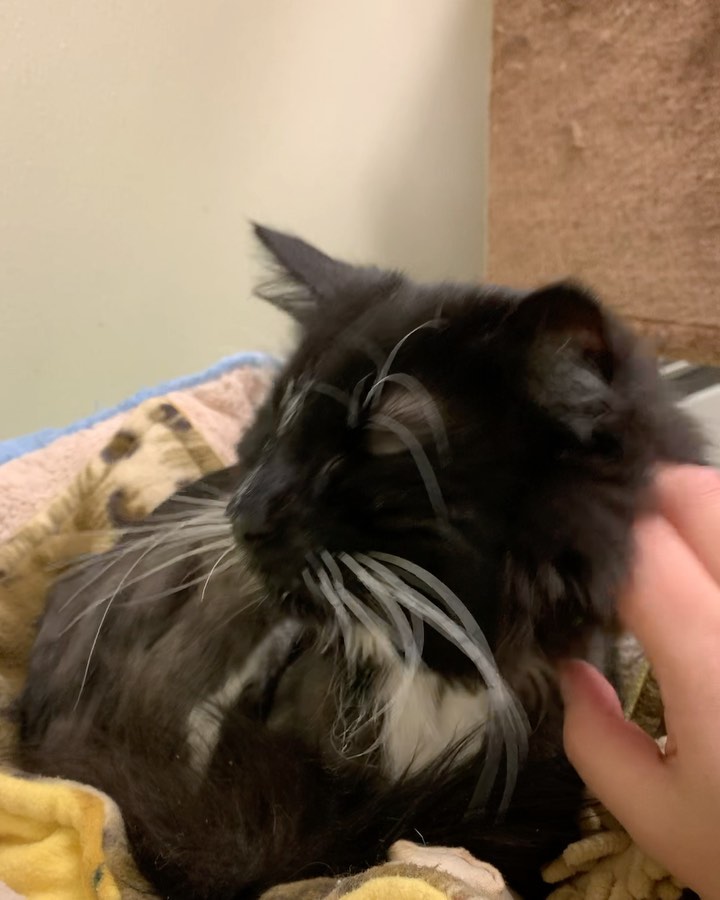 Our handsome shelter mascot, Whiskers! 😸 Whiskers was brought to us with very matted fur, but he is absolutely rocking the lion cut! 🦁