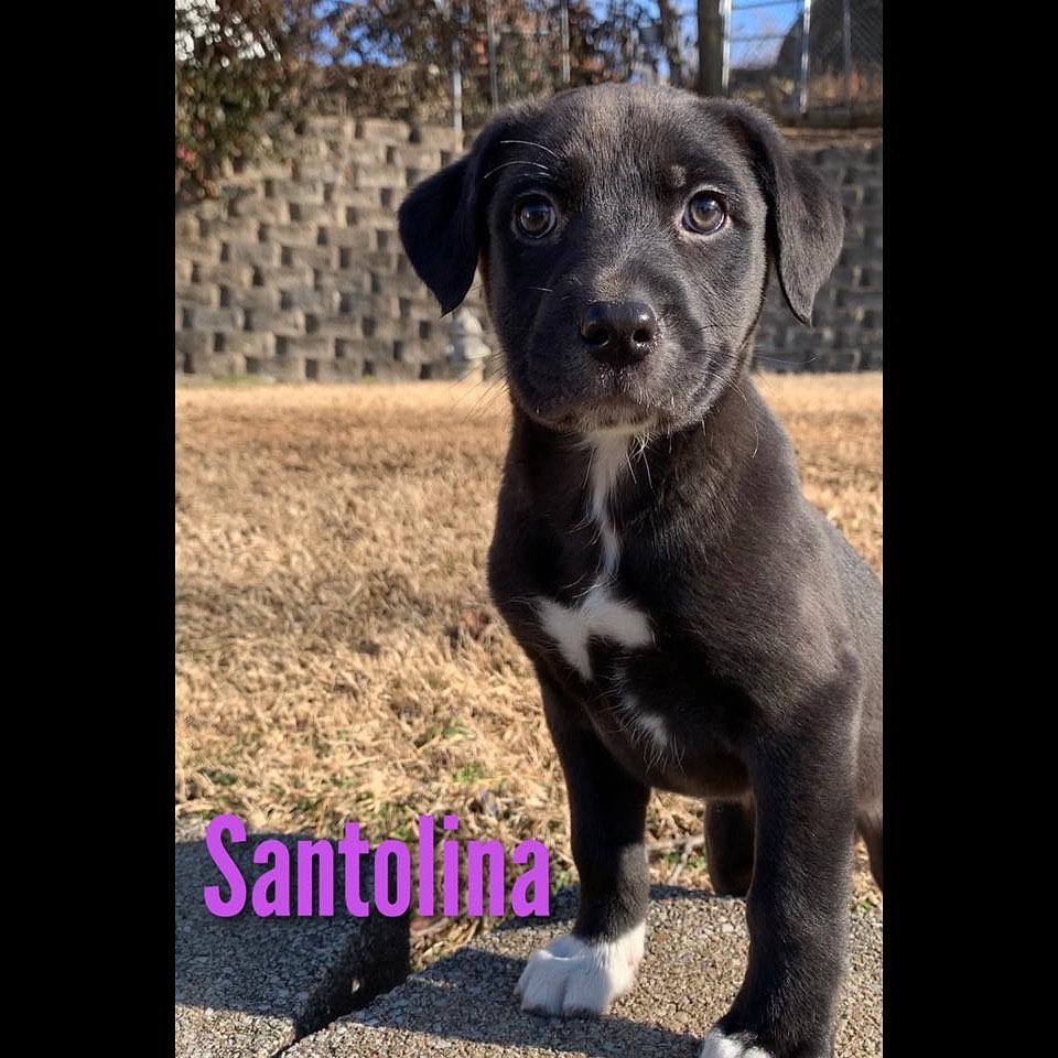 Sugar and her pups are ready to find their forever families!
We do expect these little ones to grow into some large sized adult dogs.
————————————————————————
🐶 Girls only on this post
🐶 Labrador Retriever Mix
🐶 Sugar is 2.5 years old and her pups are 8 weeks old
🐶 Spayed
🐶 Microchipped
————————————————————————
They will be available for adoption on:
🗓 Date: Saturday, February 22.
📍 Location: Petco in Arnold.
🕚 Time: 11:00am-3:00pm.
————————————————————————
Our adoption fee is $300 for dogs/puppies (additional processing fees may apply). All animals will be spayed/neutered, microchipped, and have age appropriate vaccinations. We only adopt to MO or IL residents.🏠 We do not ship or transport our dogs to other parts of the country.🚫 If you have any questions feel free to message us on Facebook at Camp Chaos Puppy Rescue or email us at: info@campchaospuppyrescue.org 
Applications can be found on our website at: campchaospuppyrescue.org (link in bio)————————————————————
<a target='_blank' href='https://www.instagram.com/explore/tags/rescuedismyfavoritebreed/'>#rescuedismyfavoritebreed</a> <a target='_blank' href='https://www.instagram.com/explore/tags/dogsofstl/'>#dogsofstl</a> <a target='_blank' href='https://www.instagram.com/explore/tags/dogsofstlouis/'>#dogsofstlouis</a> <a target='_blank' href='https://www.instagram.com/explore/tags/animalrescuestlouis/'>#animalrescuestlouis</a> <a target='_blank' href='https://www.instagram.com/explore/tags/campchaosmissouri/'>#campchaosmissouri</a> <a target='_blank' href='https://www.instagram.com/explore/tags/foreverhomeneeded/'>#foreverhomeneeded</a> <a target='_blank' href='https://www.instagram.com/explore/tags/adoptdontshop/'>#adoptdontshop</a> <a target='_blank' href='https://www.instagram.com/explore/tags/dog/'>#dog</a> <a target='_blank' href='https://www.instagram.com/explore/tags/love/'>#love</a> <a target='_blank' href='https://www.instagram.com/explore/tags/adoption/'>#adoption</a> <a target='_blank' href='https://www.instagram.com/explore/tags/availableforadoption/'>#availableforadoption</a> <a target='_blank' href='https://www.instagram.com/explore/tags/pet/'>#pet</a> <a target='_blank' href='https://www.instagram.com/explore/tags/saintlouis/'>#saintlouis</a>