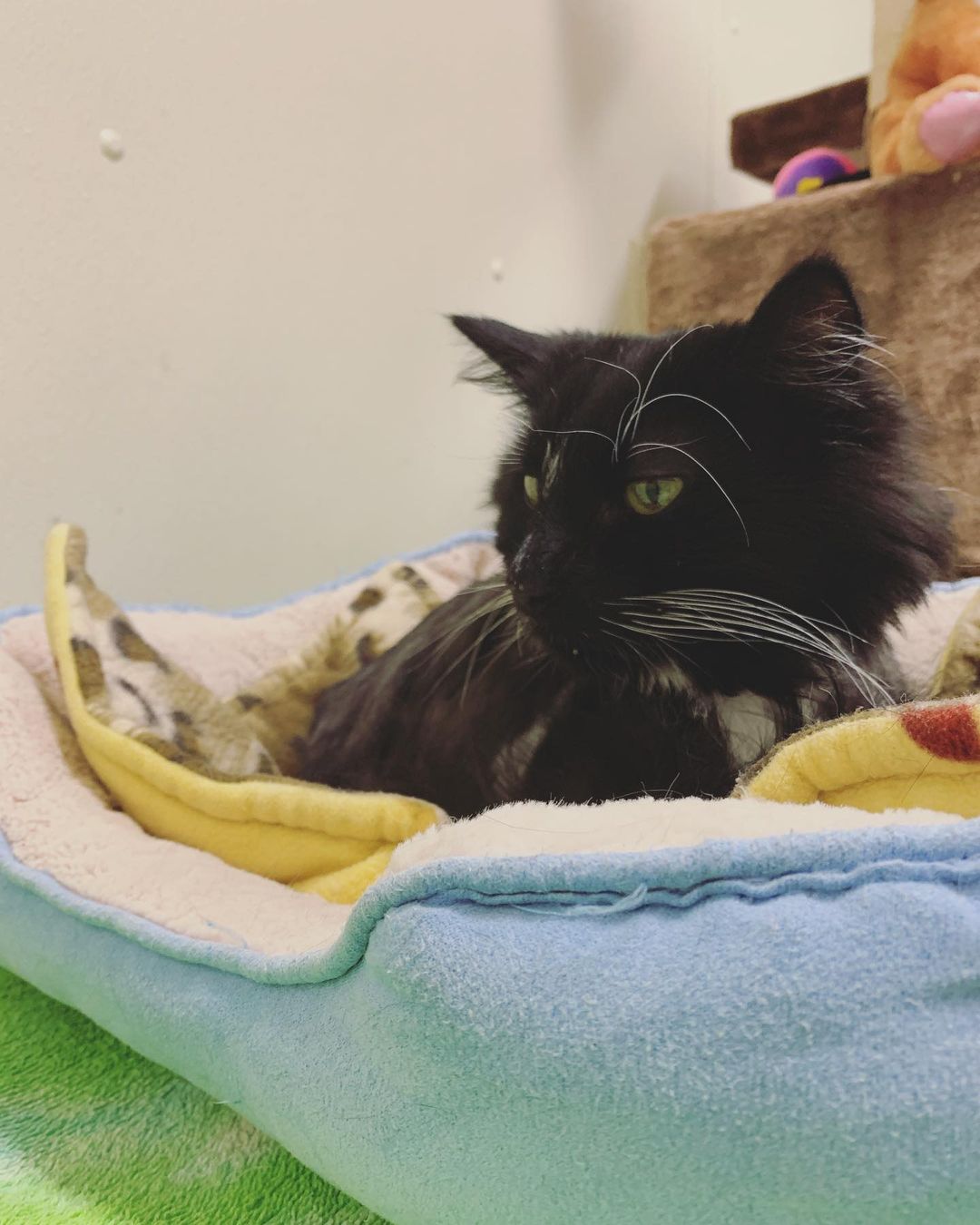 Our handsome shelter mascot, Whiskers! 😸 Whiskers was brought to us with very matted fur, but he is absolutely rocking the lion cut! 🦁