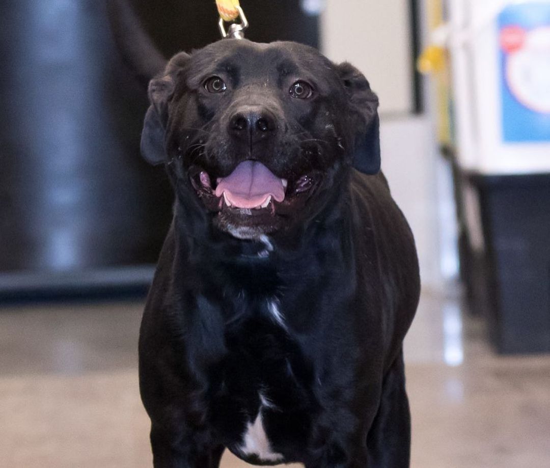 Meet MEATLOAF!!! Lab/Retriever Mix Male 💙
Meatloaf came to us from an overcrowded shelter in Arkansas that closed down. 
He’s a big goofy dog that likes to be pet. He’s cuddly & friendly with people. Good with kids too! He’s guessed at 4yrs old & said to be a black lab mix. He’s very stocky & muscular so I’m guessing some bully breed mix in there. He knows sit & LOVES treats! 
Meatloaf is kenneled when we are away & overnights and doesn’t mind. 
We have found that meatloaf is not good with male dogs for sure (neutered or not) & can be very selective with his female dog friends. He is dominate to small dogs & puppies also. SO, we are recommending that Meatloaf go to a home with no other pets (cats/dogs) or we need to have a meet with them first to ensure compatibility.

Adoption Fee: $350 (cash/card only) 
Foster to call: Jaime 651-324-1105 or Jaime3369@gmail.com <a target='_blank' href='https://www.instagram.com/explore/tags/lasthopemn/'>#lasthopemn</a> <a target='_blank' href='https://www.instagram.com/explore/tags/adoptdontshop/'>#adoptdontshop</a> <a target='_blank' href='https://www.instagram.com/explore/tags/adoptme/'>#adoptme</a> <a target='_blank' href='https://www.instagram.com/explore/tags/labradorretriever/'>#labradorretriever</a> <a target='_blank' href='https://www.instagram.com/explore/tags/mnrescue/'>#mnrescue</a> <a target='_blank' href='https://www.instagram.com/explore/tags/foreverhome/'>#foreverhome</a> <a target='_blank' href='https://www.instagram.com/explore/tags/handsomeguy/'>#handsomeguy</a>
